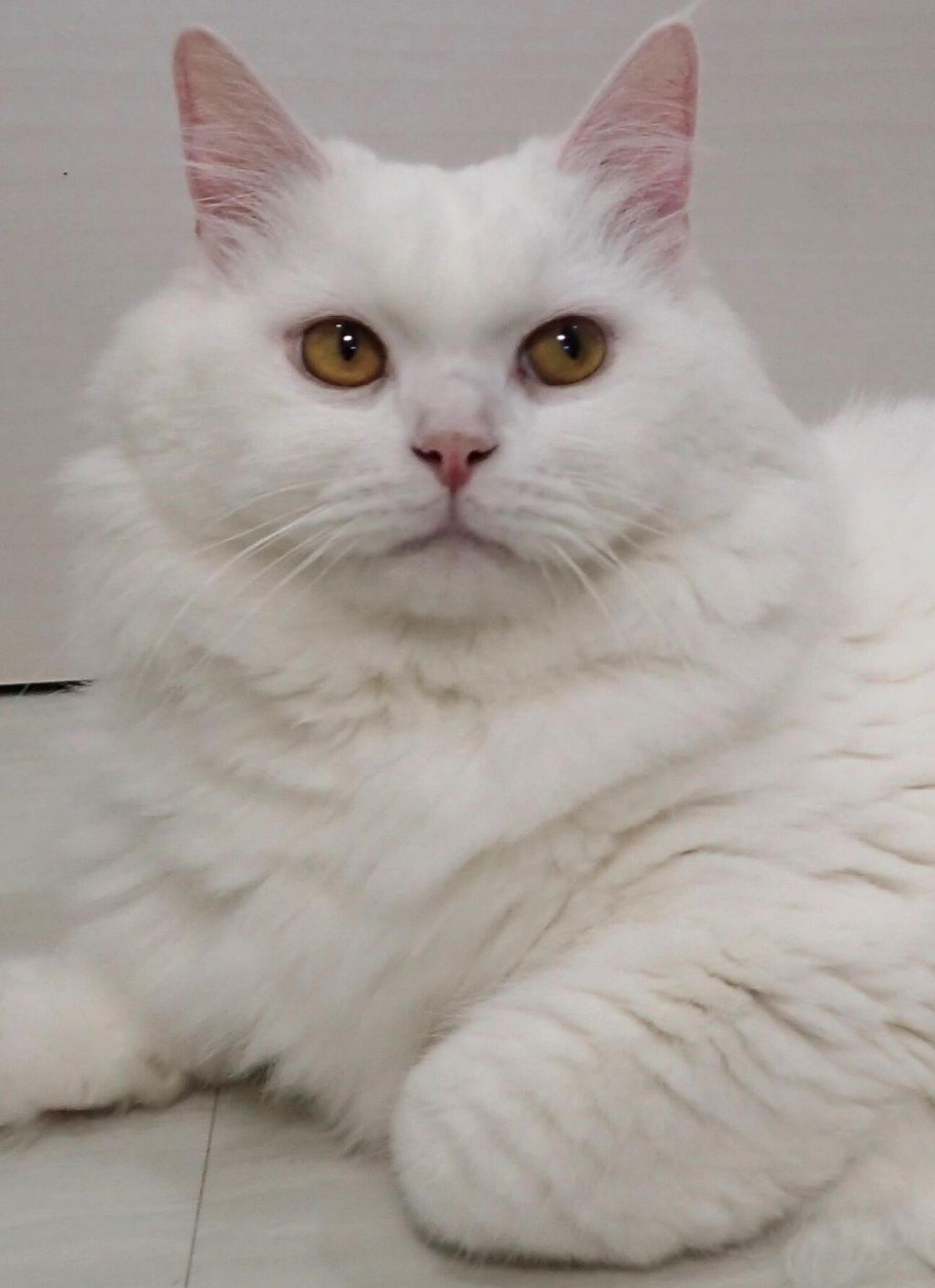 pet-image-6