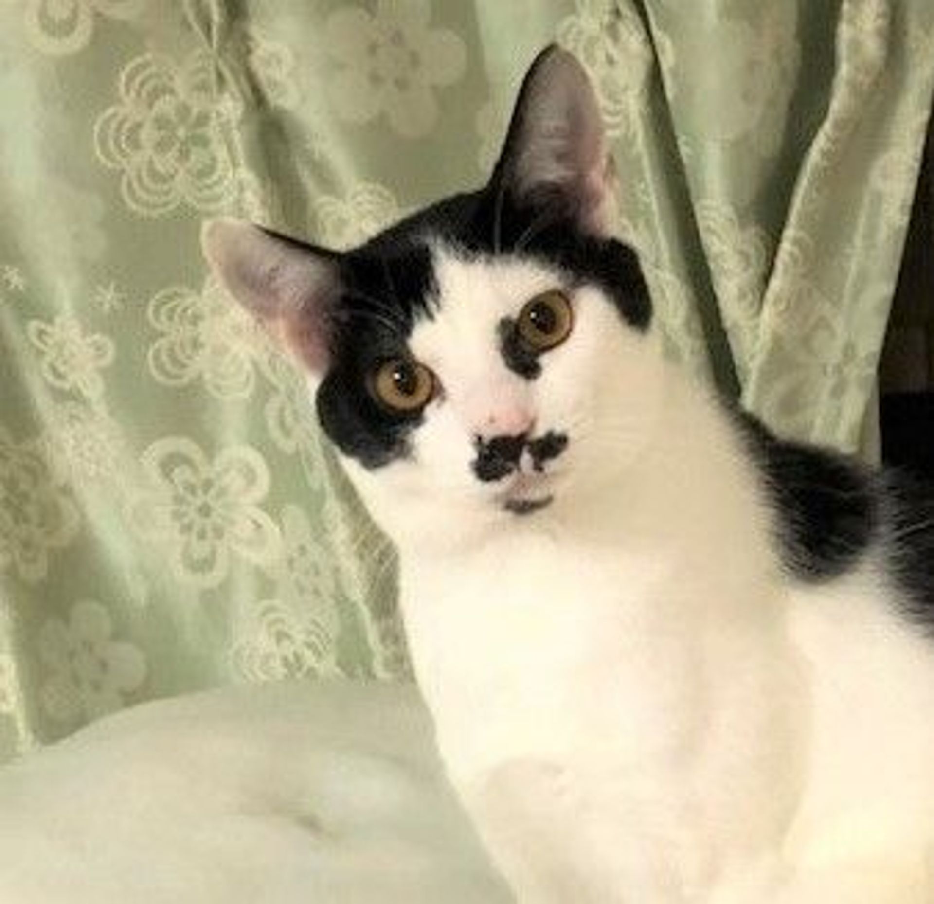 雑種（ミックス猫）・オスの里親募集の写真