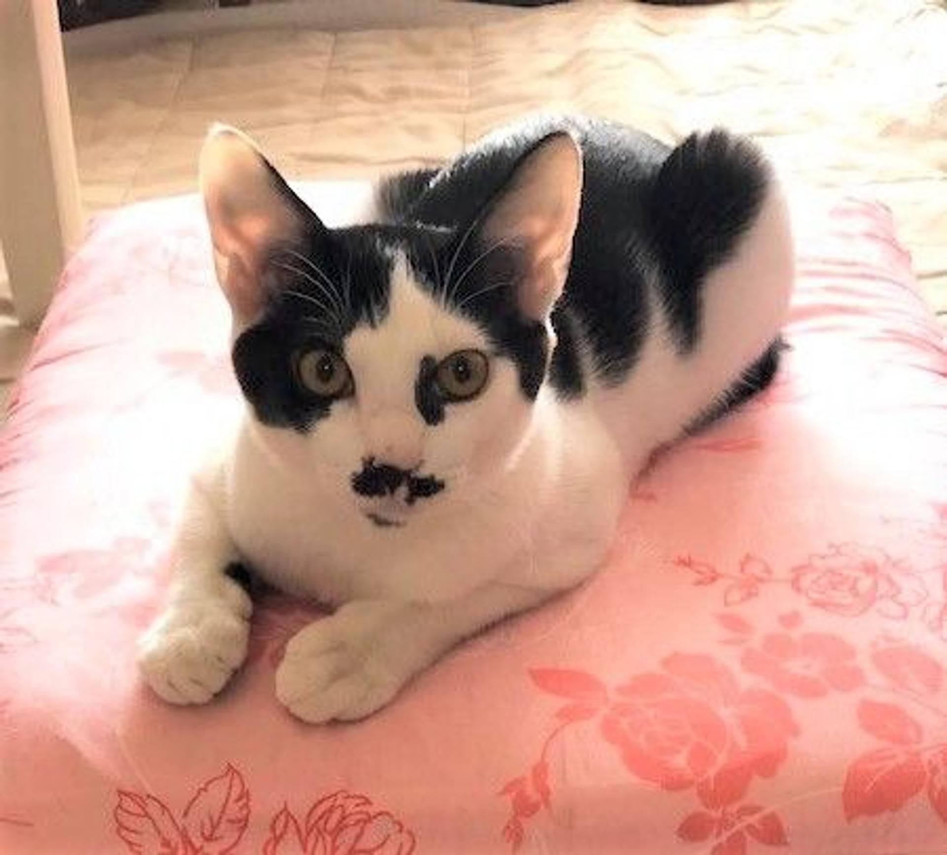 pet-image-3