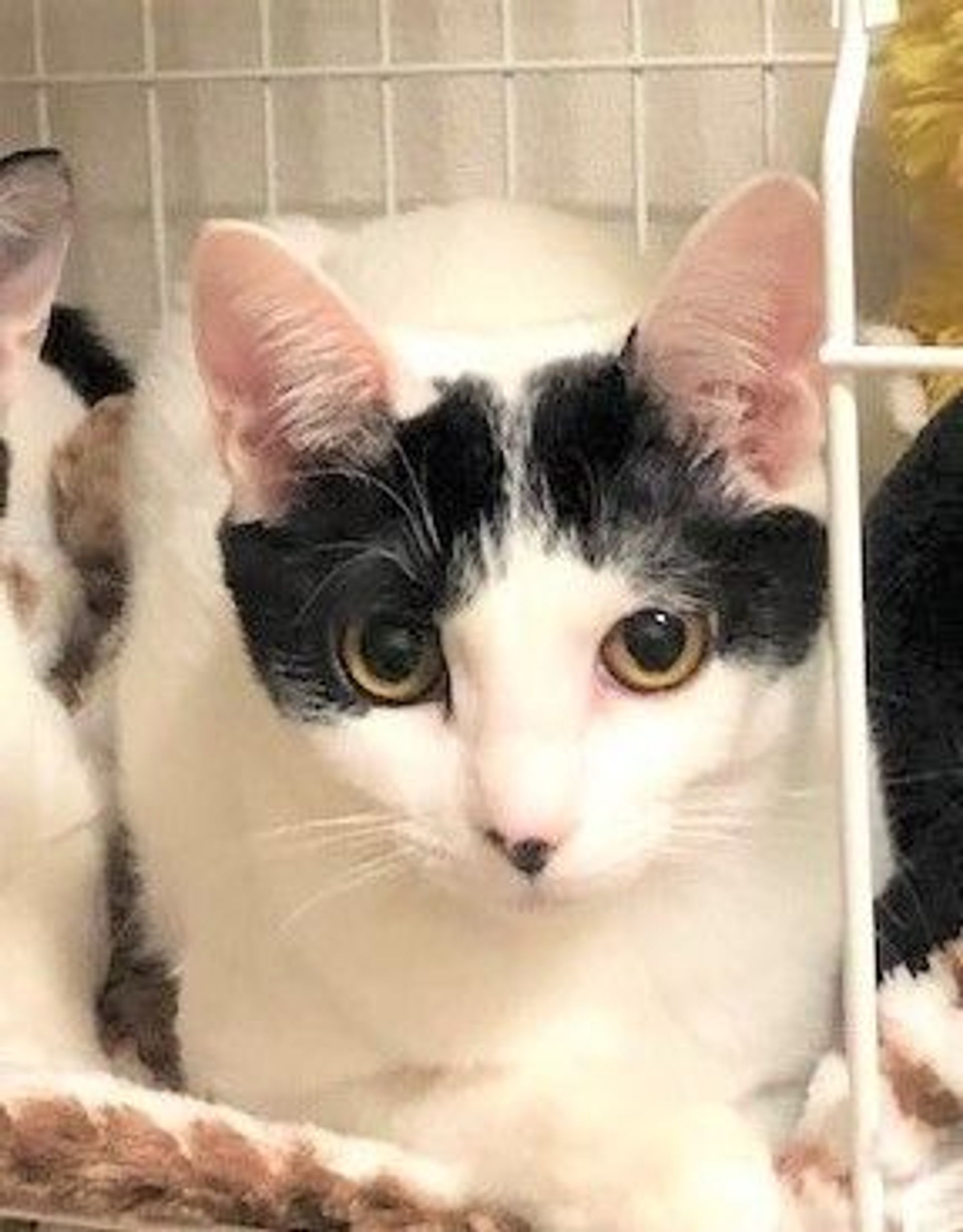 雑種（ミックス猫）・メスの里親募集の写真
