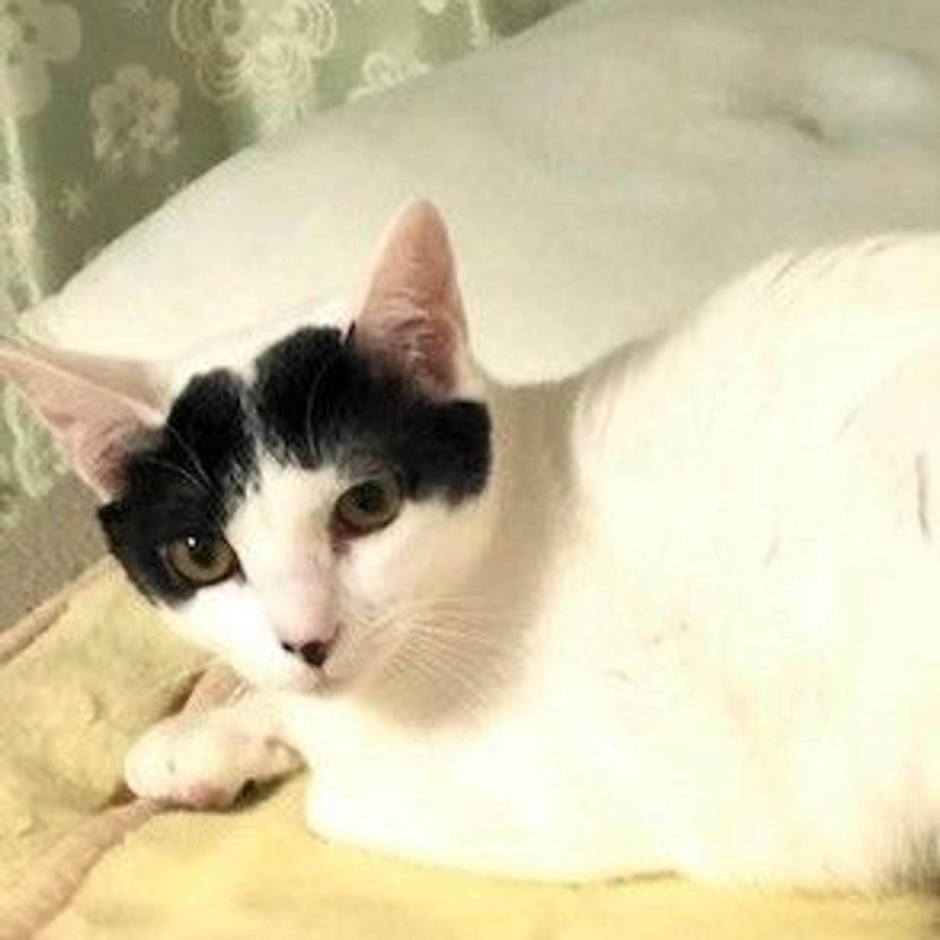 pet-image-3