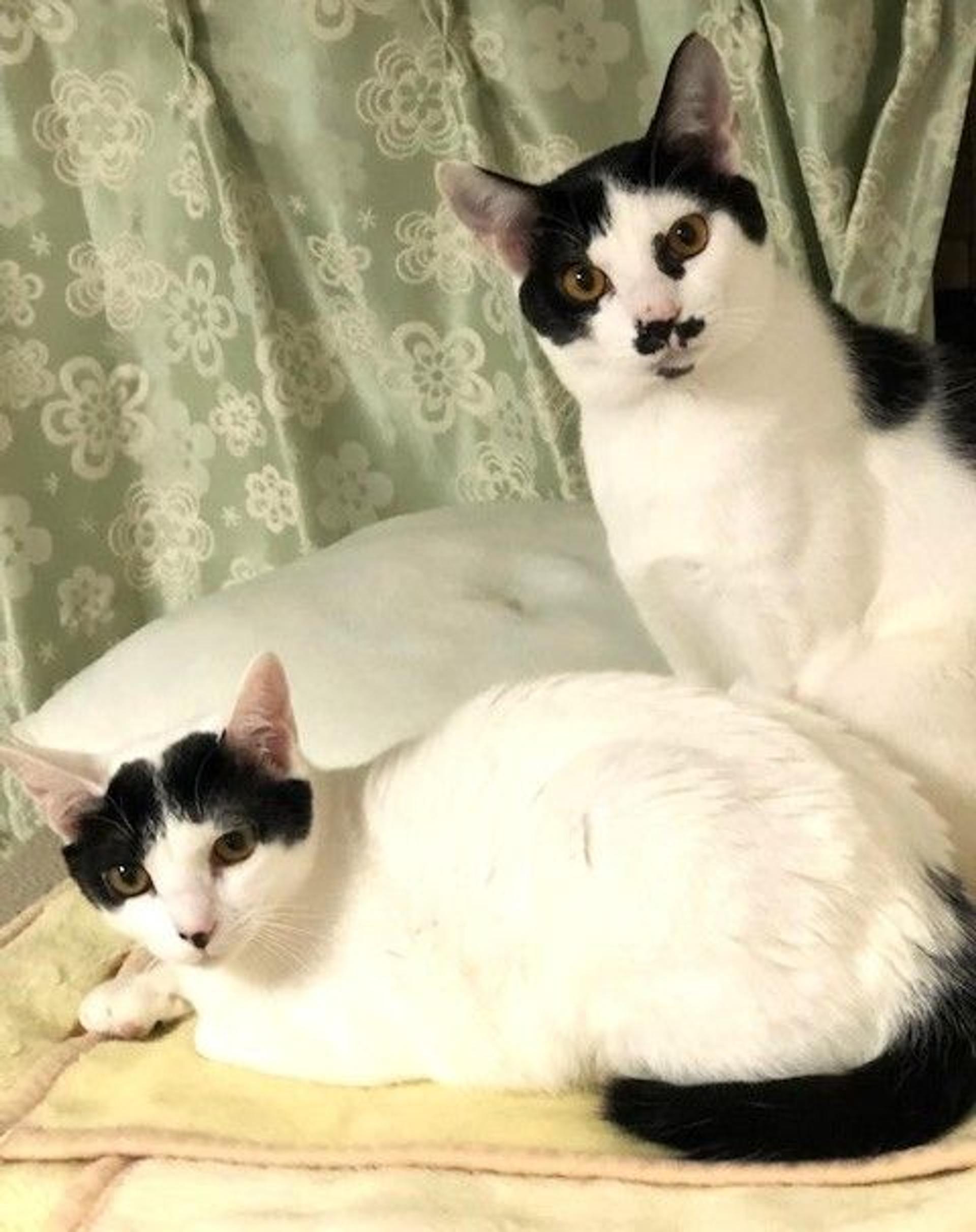 pet-image-4