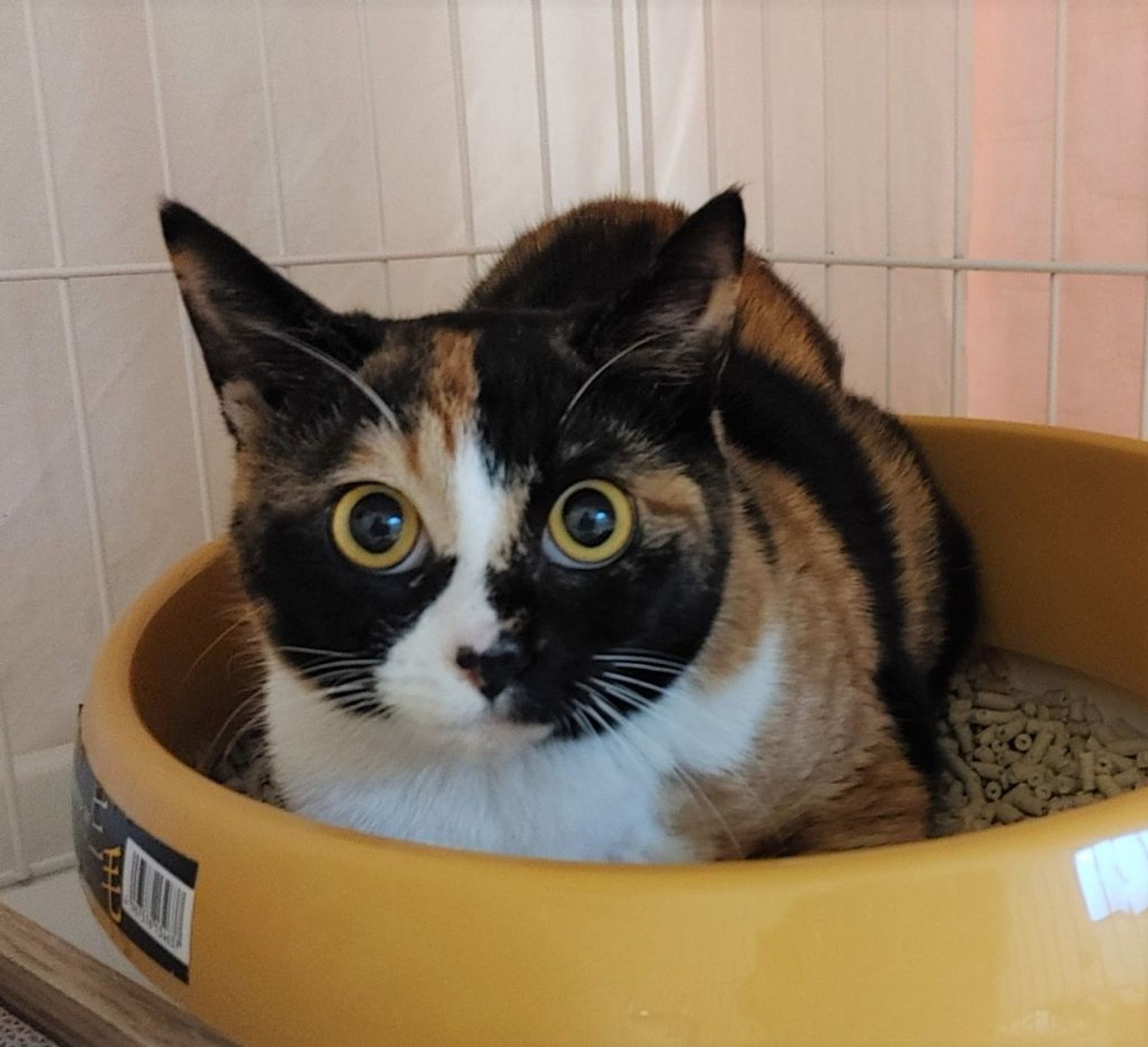 雑種（ミックス猫）・メスの里親募集の写真