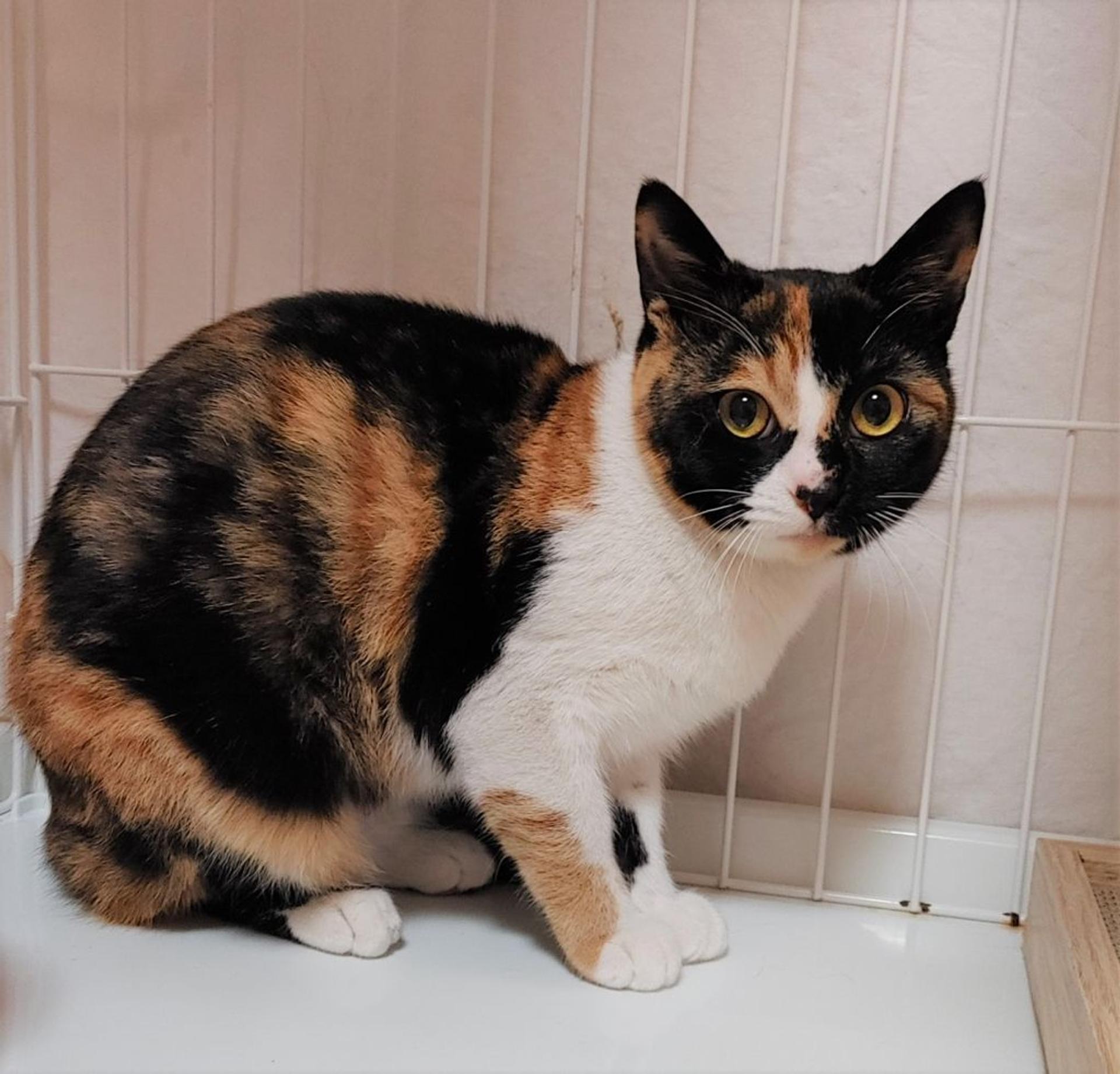 pet-image-5