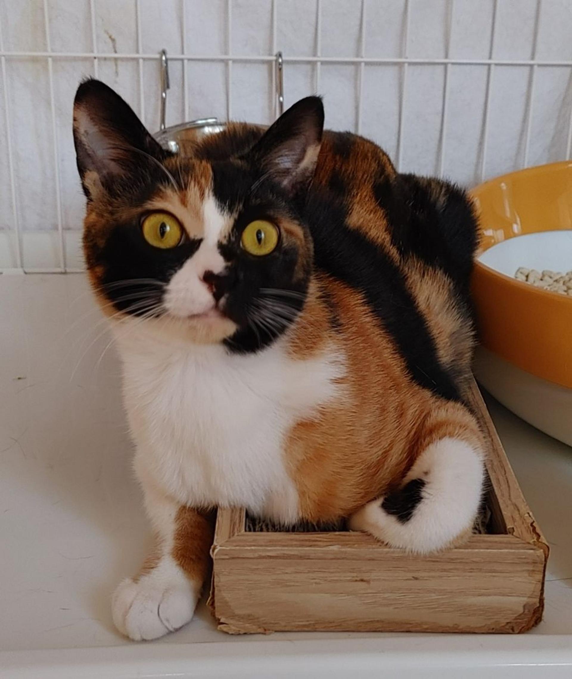 pet-image-6