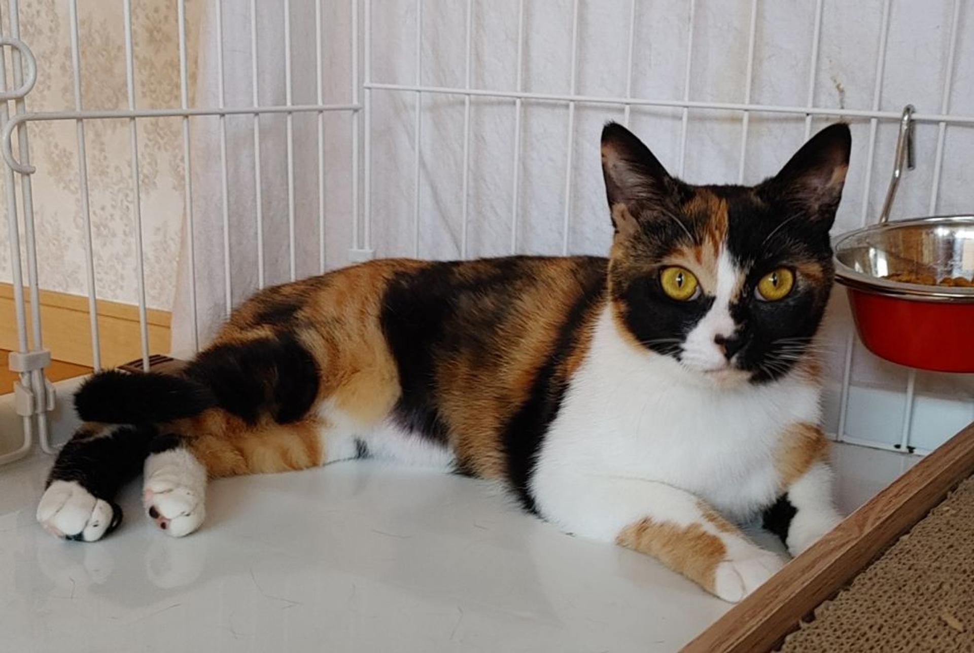 pet-image-7