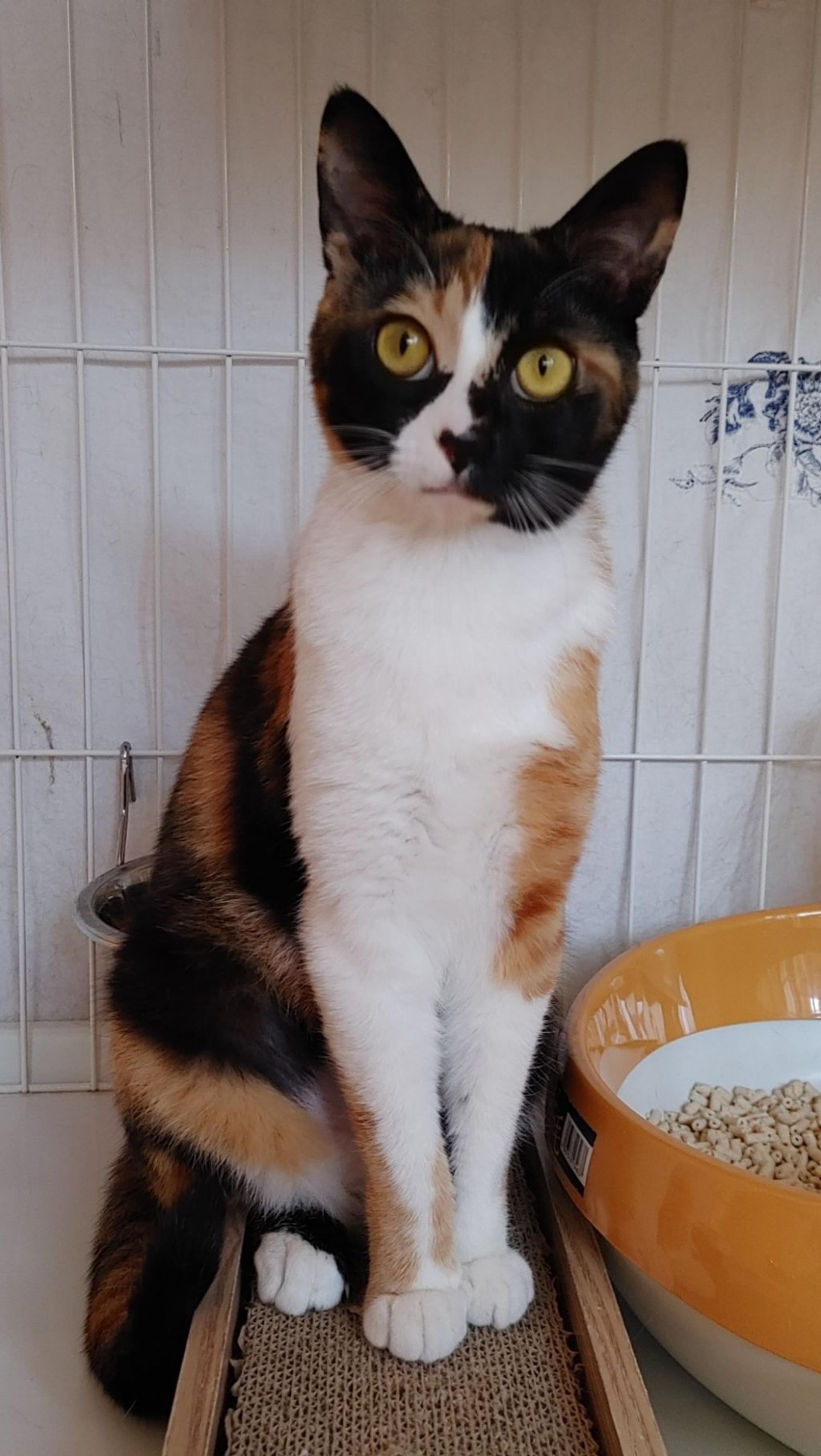 pet-image-8