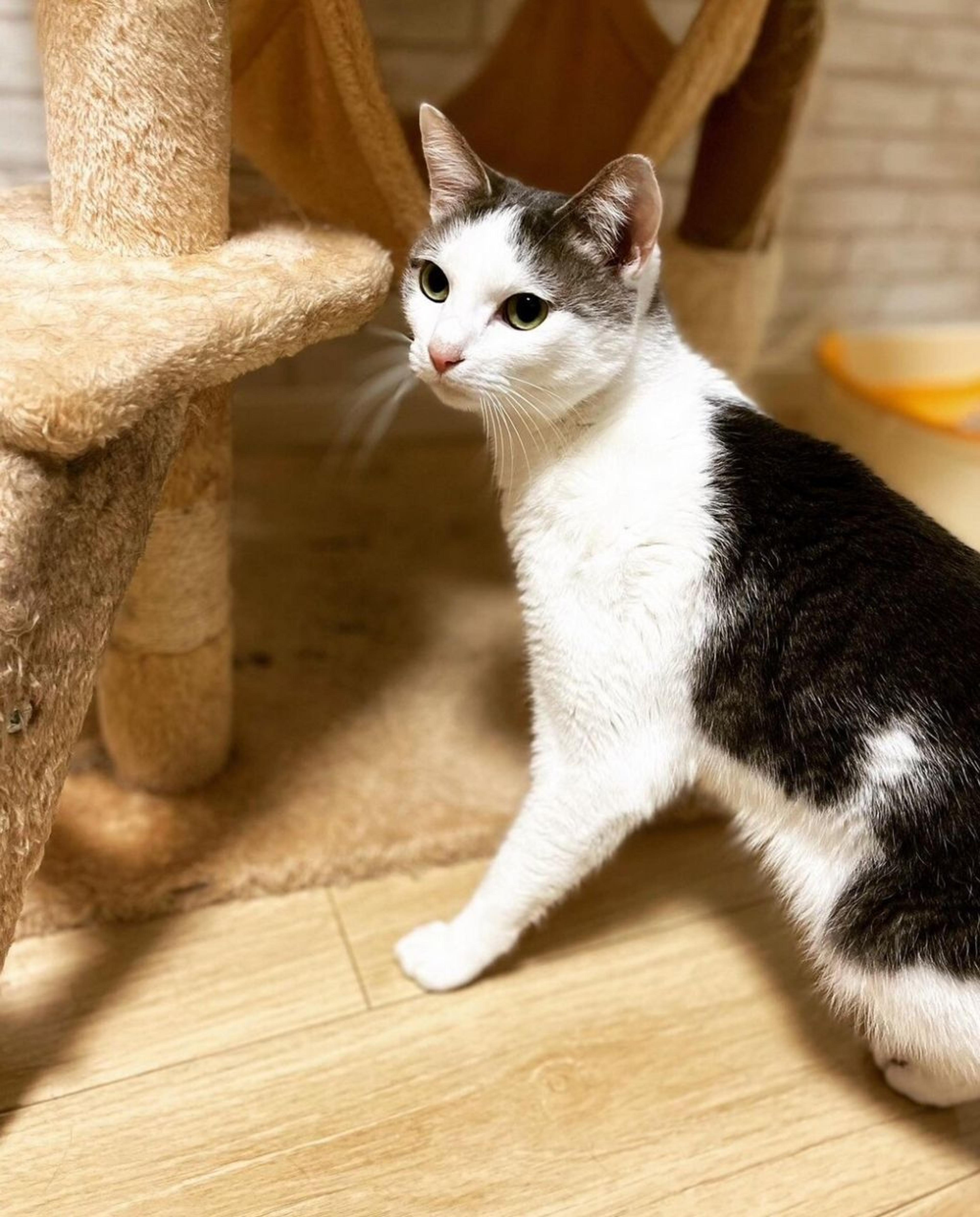 pet-image-2