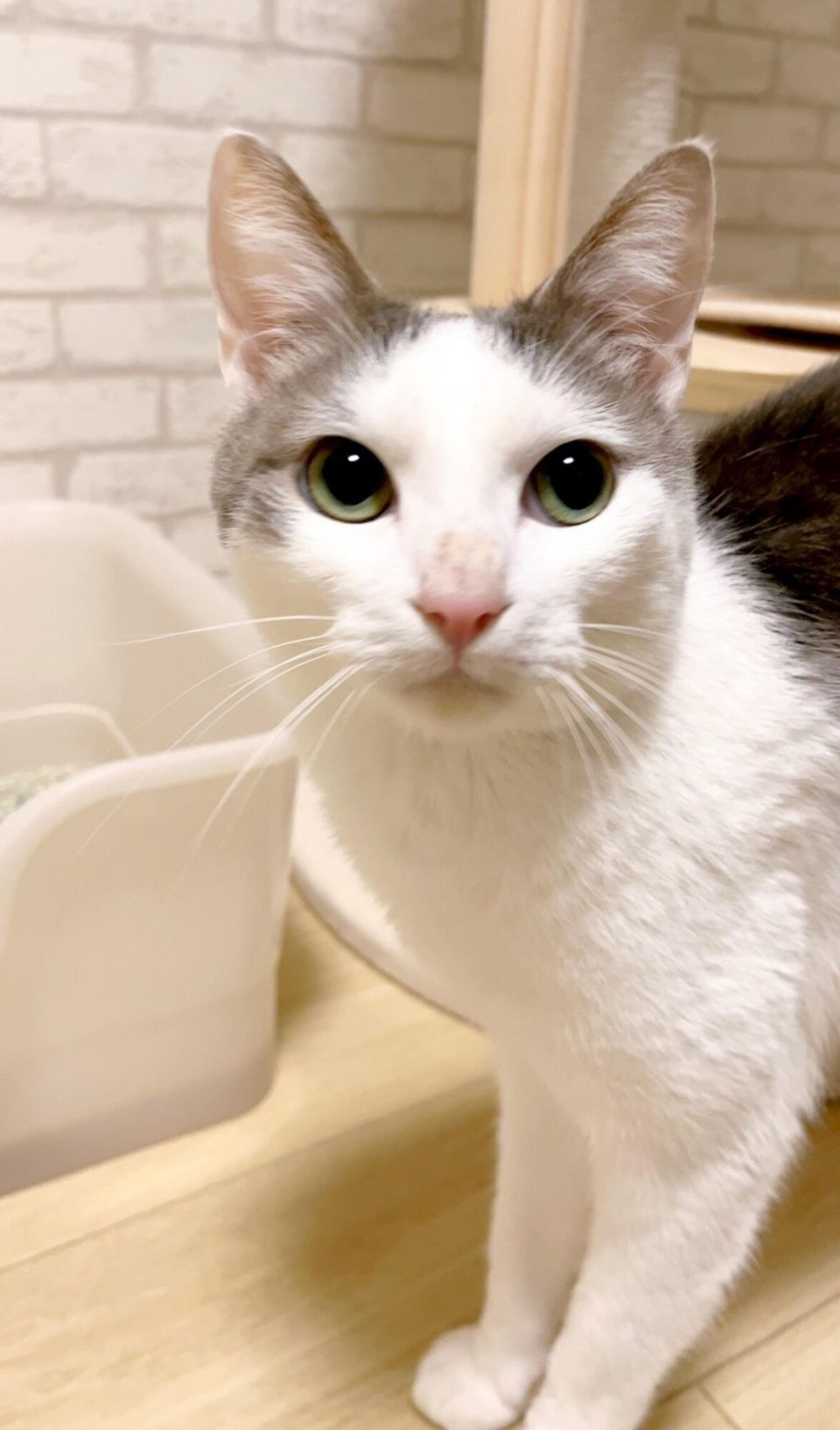 pet-image-3