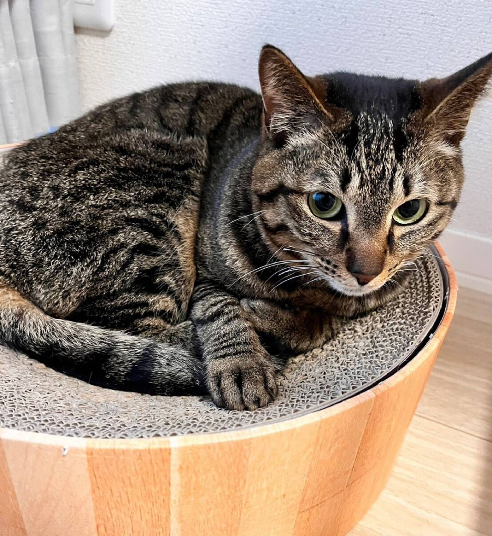 雑種（ミックス猫）・オスの里親募集の写真