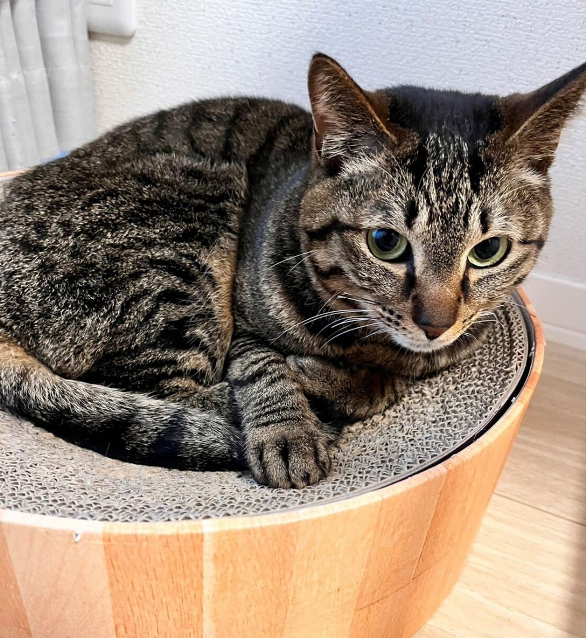 雑種（ミックス猫）・オスの里親募集の写真