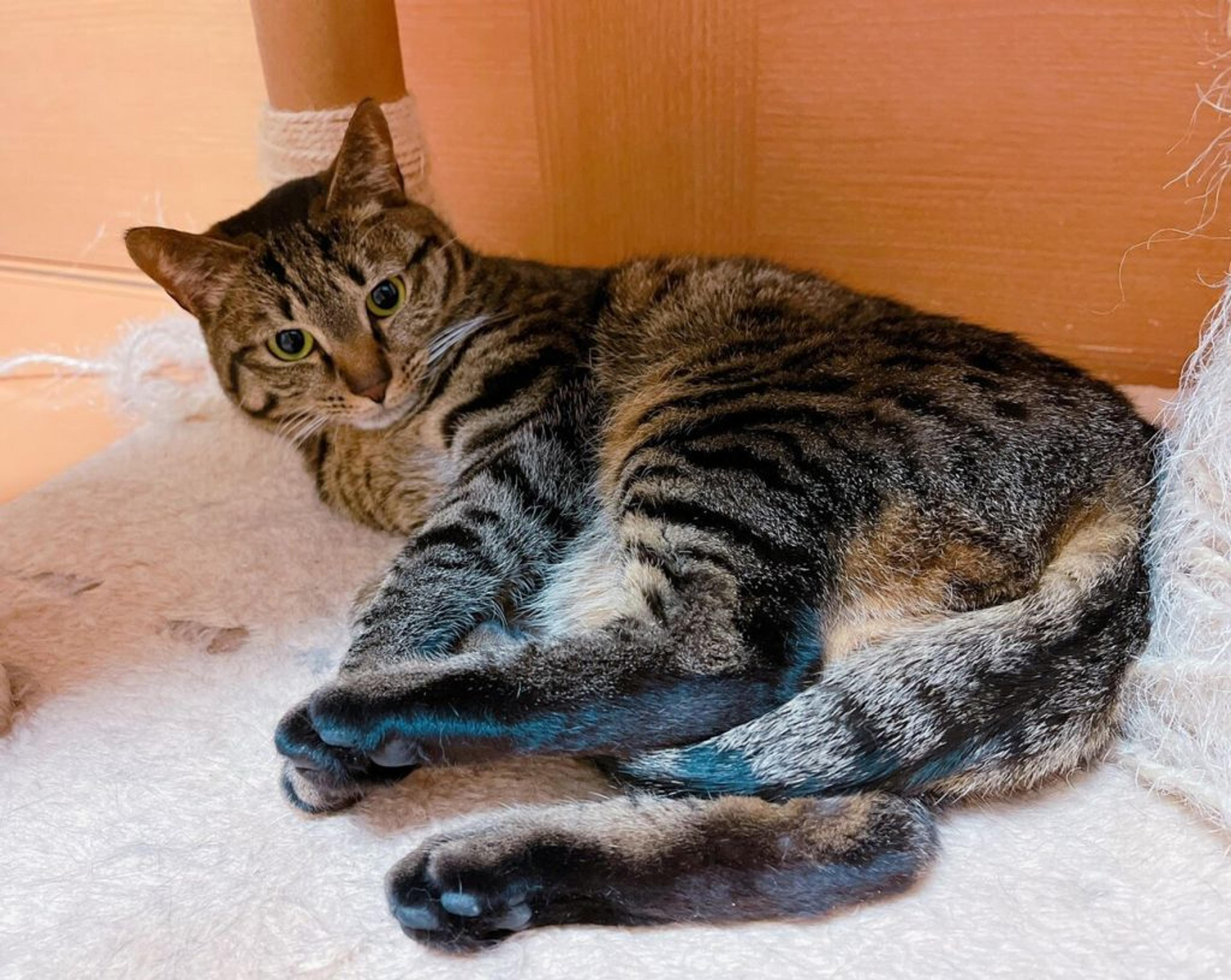 pet-image-2