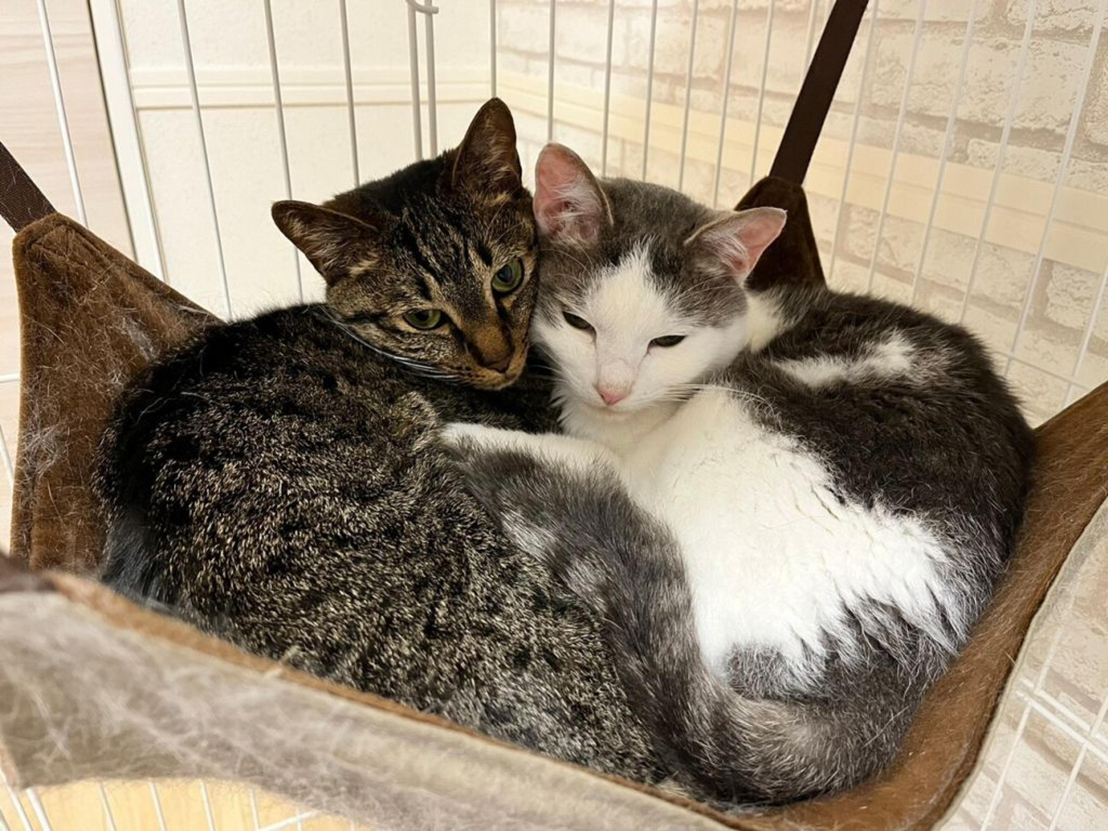 pet-image-3
