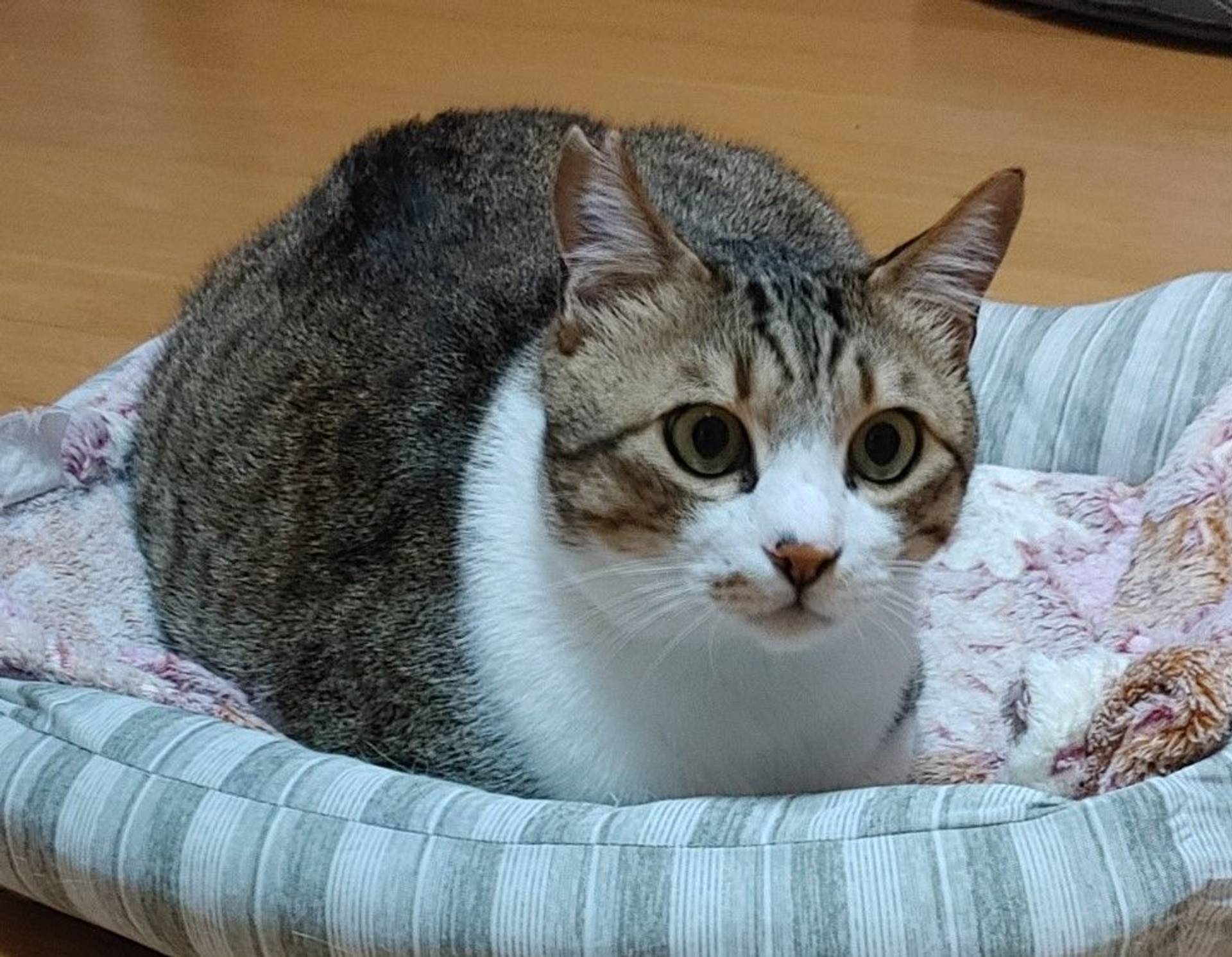 雑種（ミックス猫）・オスの里親募集の写真