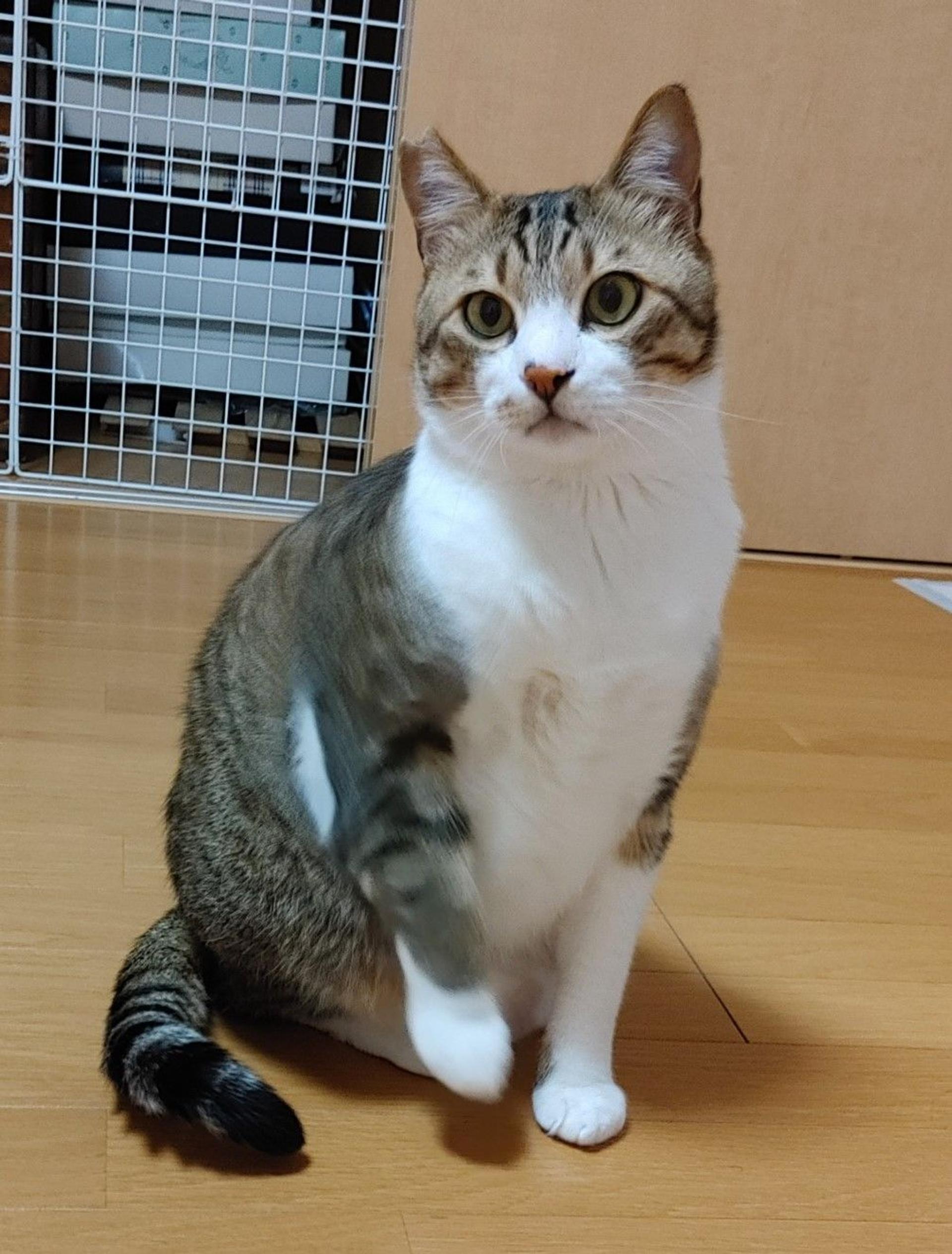 pet-image-2