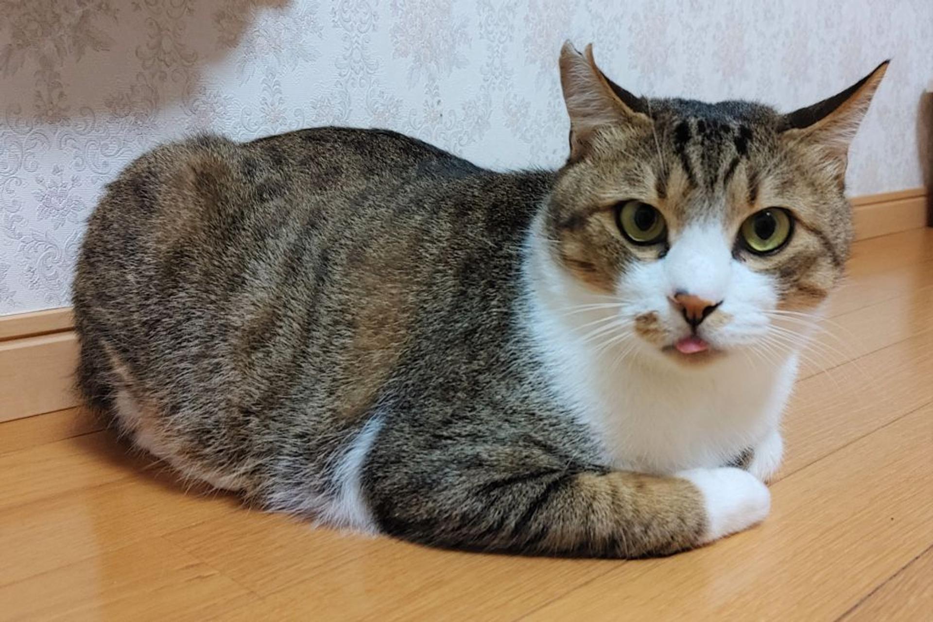 pet-image-4