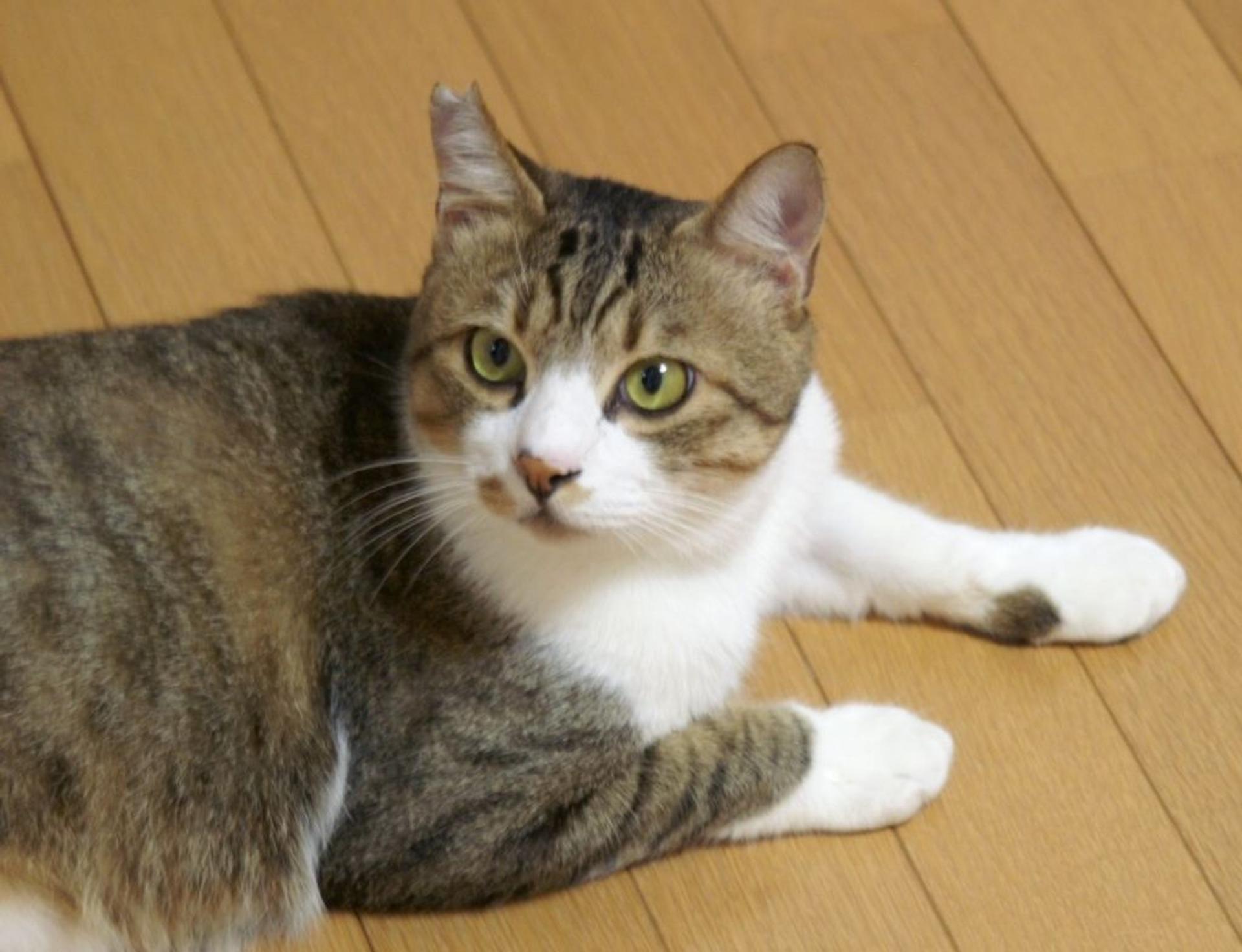 pet-image-5