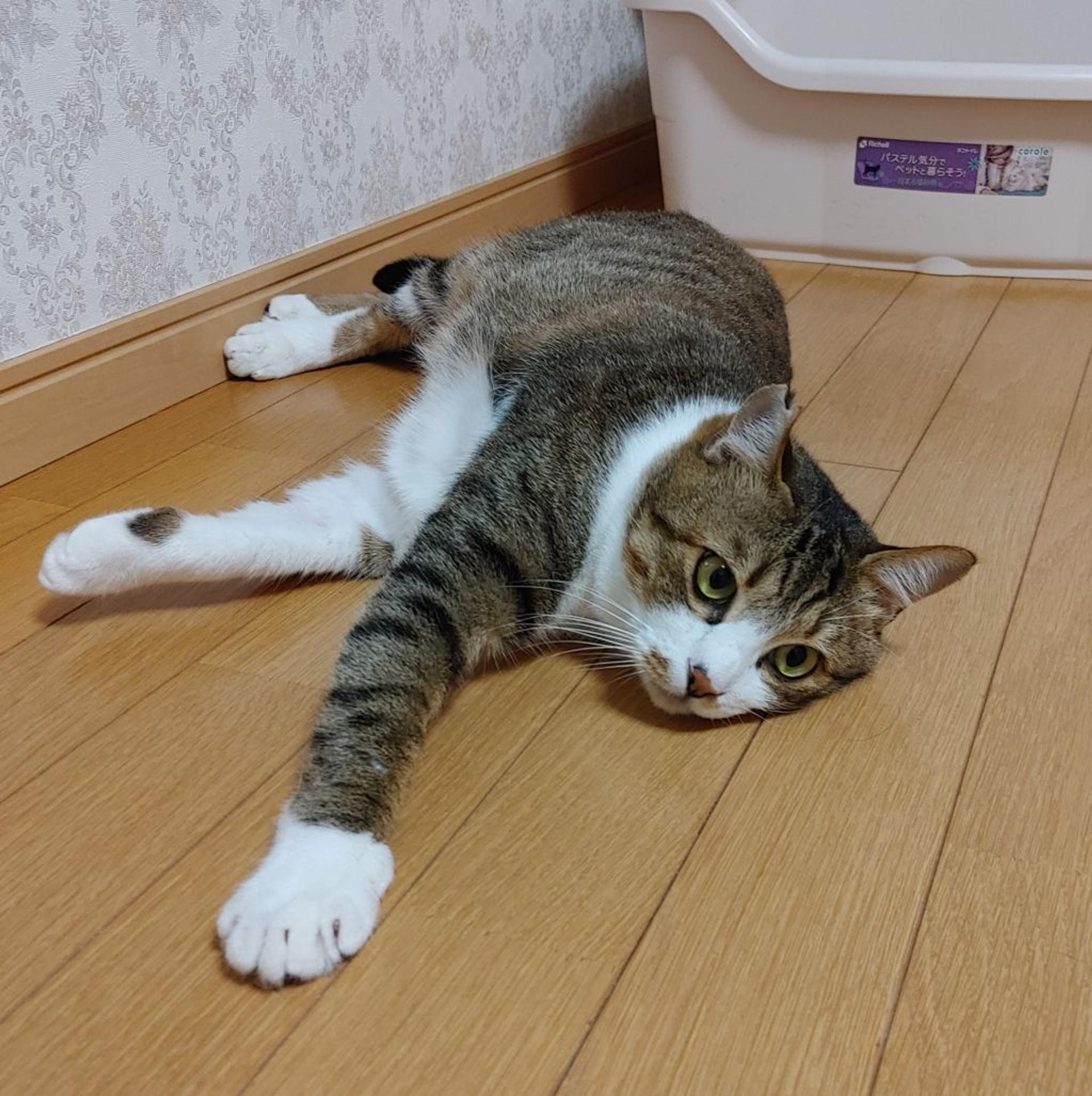 pet-image-6