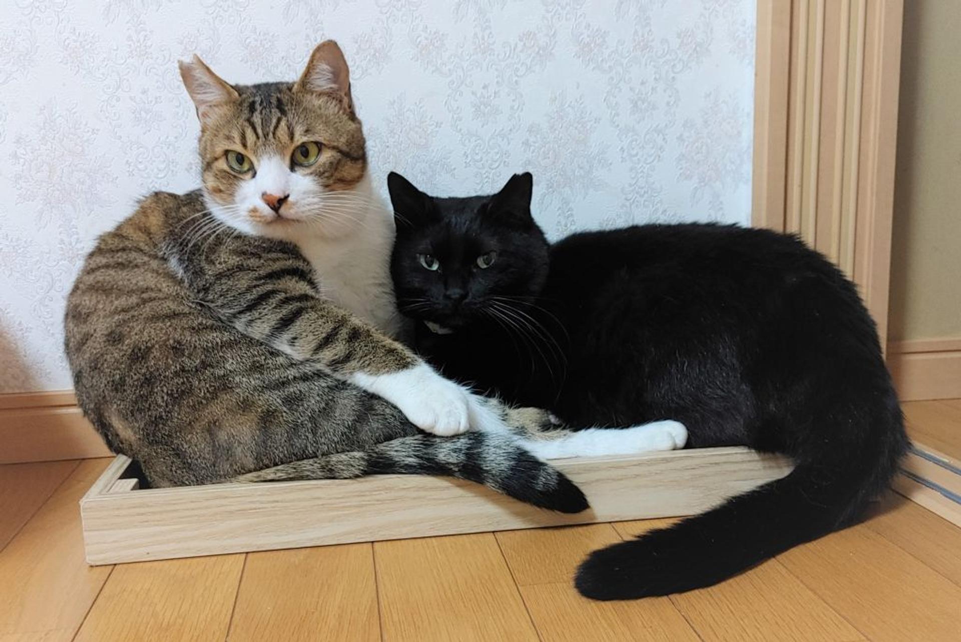 pet-image-8