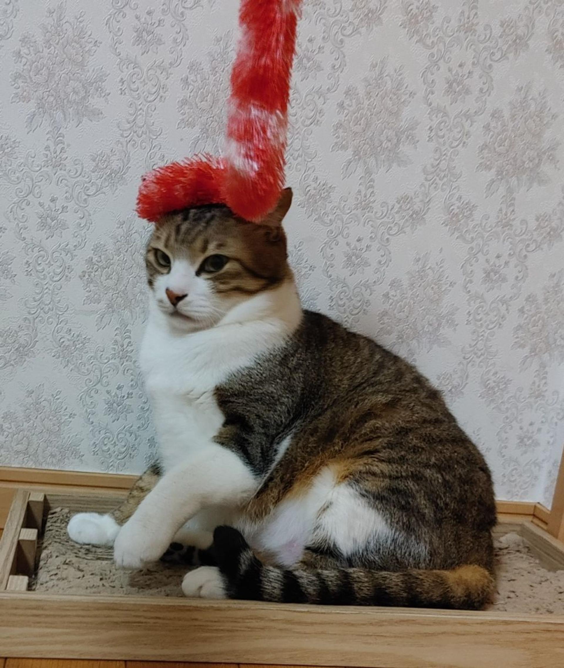 pet-image-10