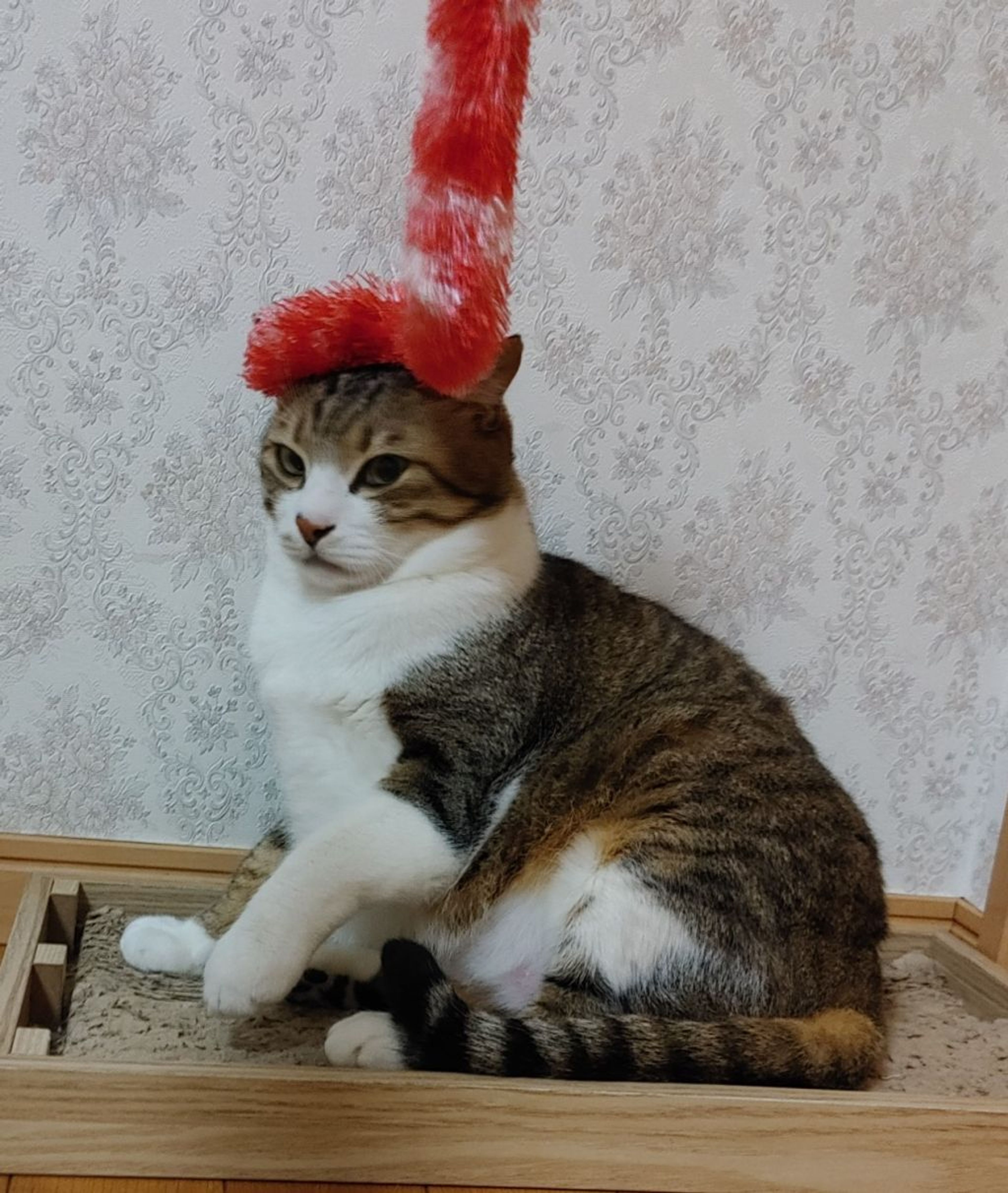 pet-image-10