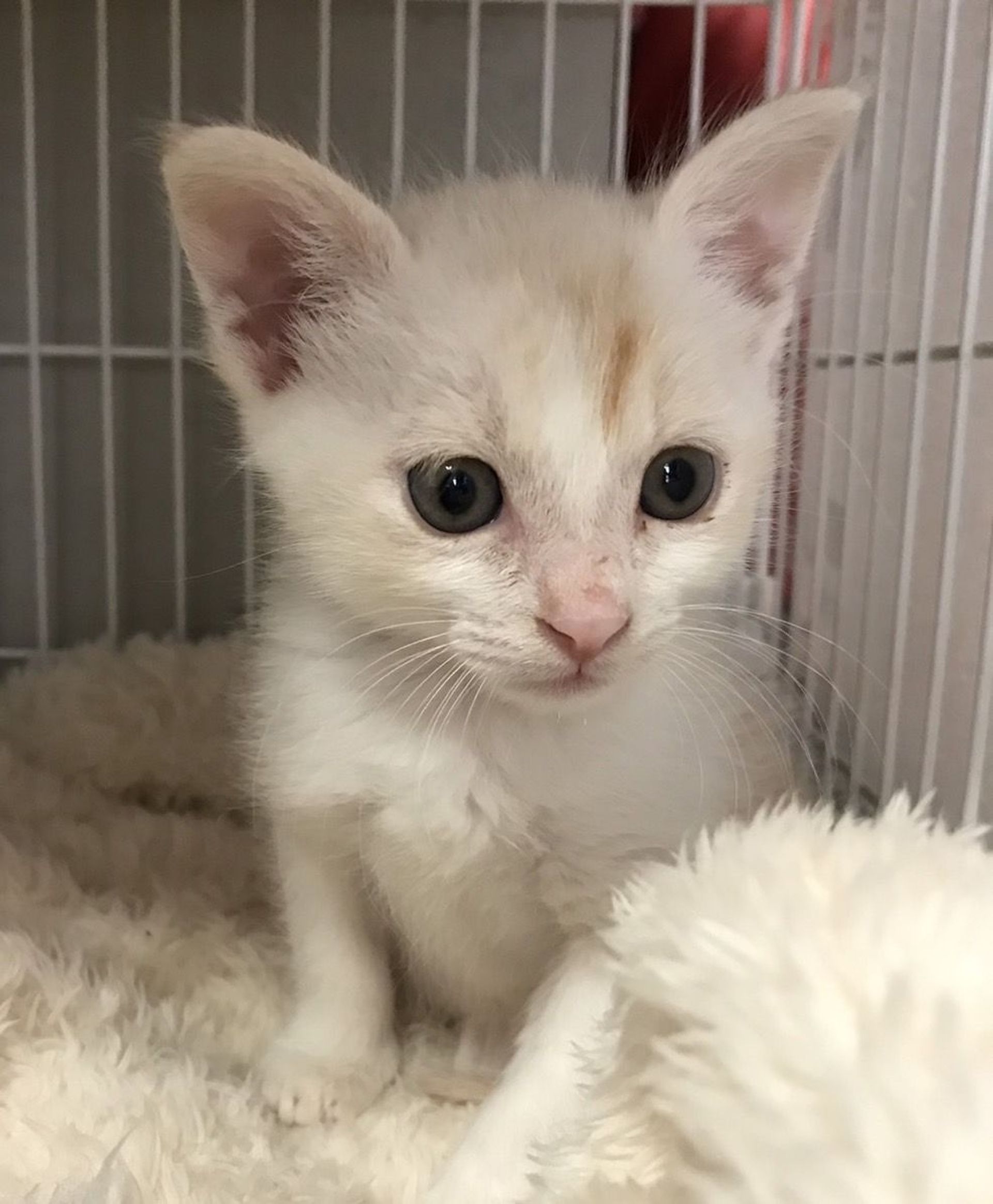 雑種（ミックス猫）・オスの里親募集の写真