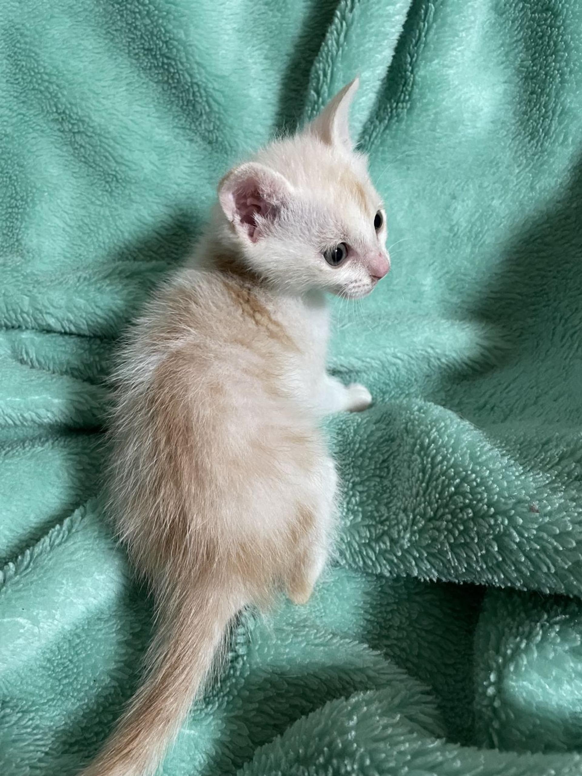 pet-image-5