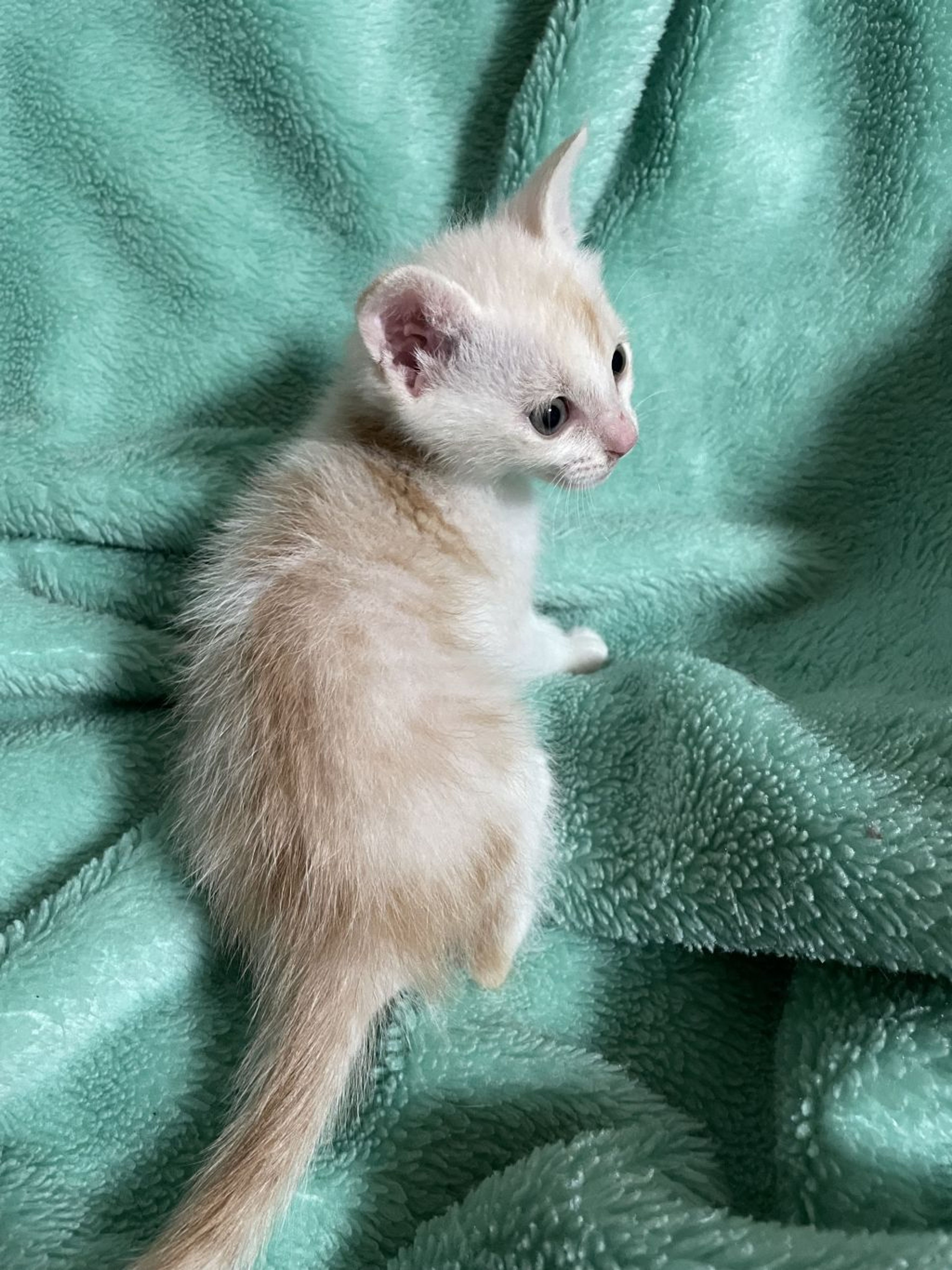 pet-image-5