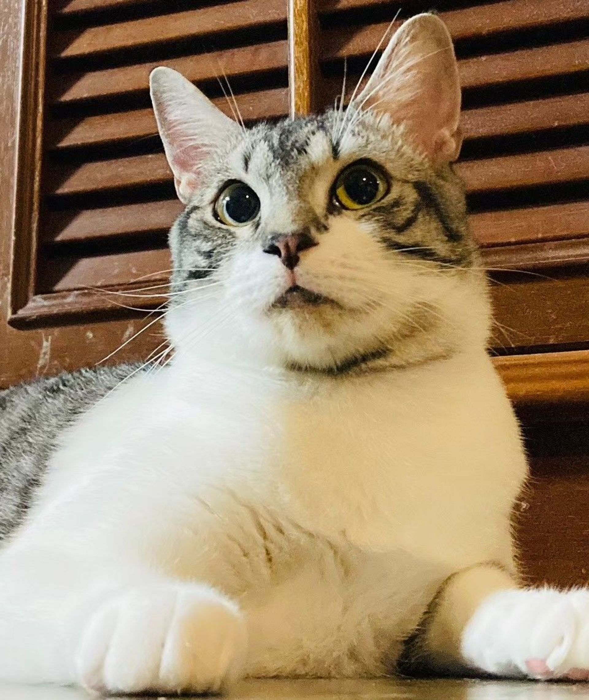 雑種（ミックス猫）・オスの里親募集の写真