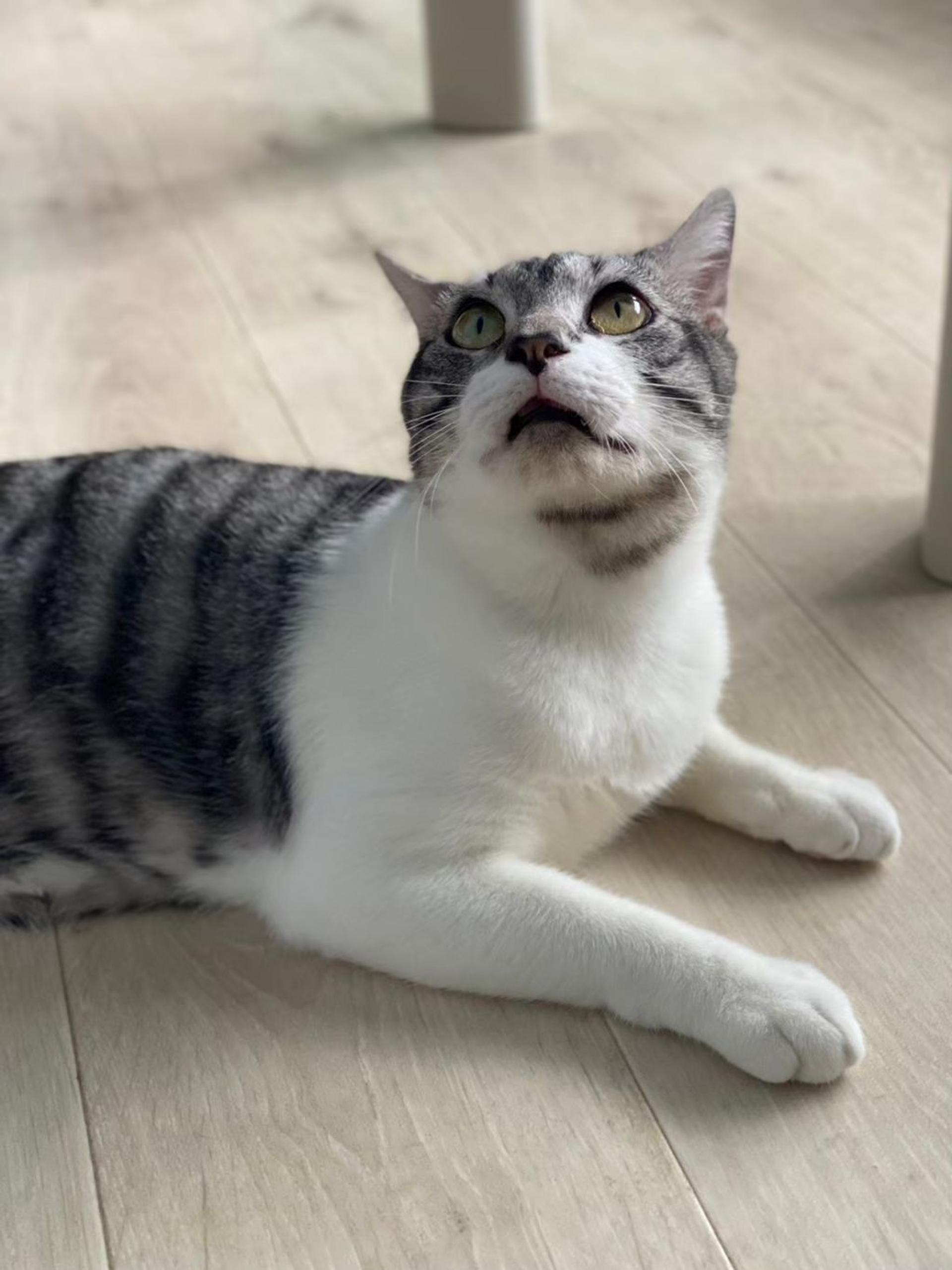 pet-image-3