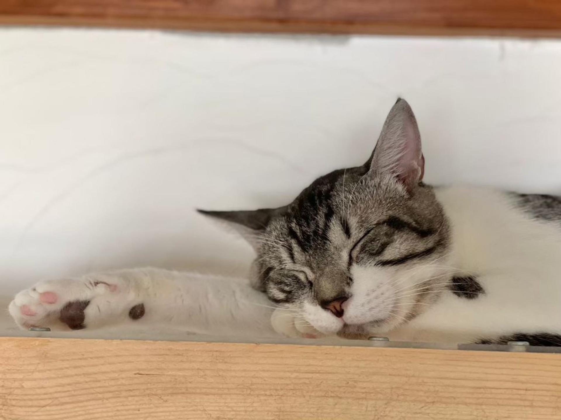 pet-image-8