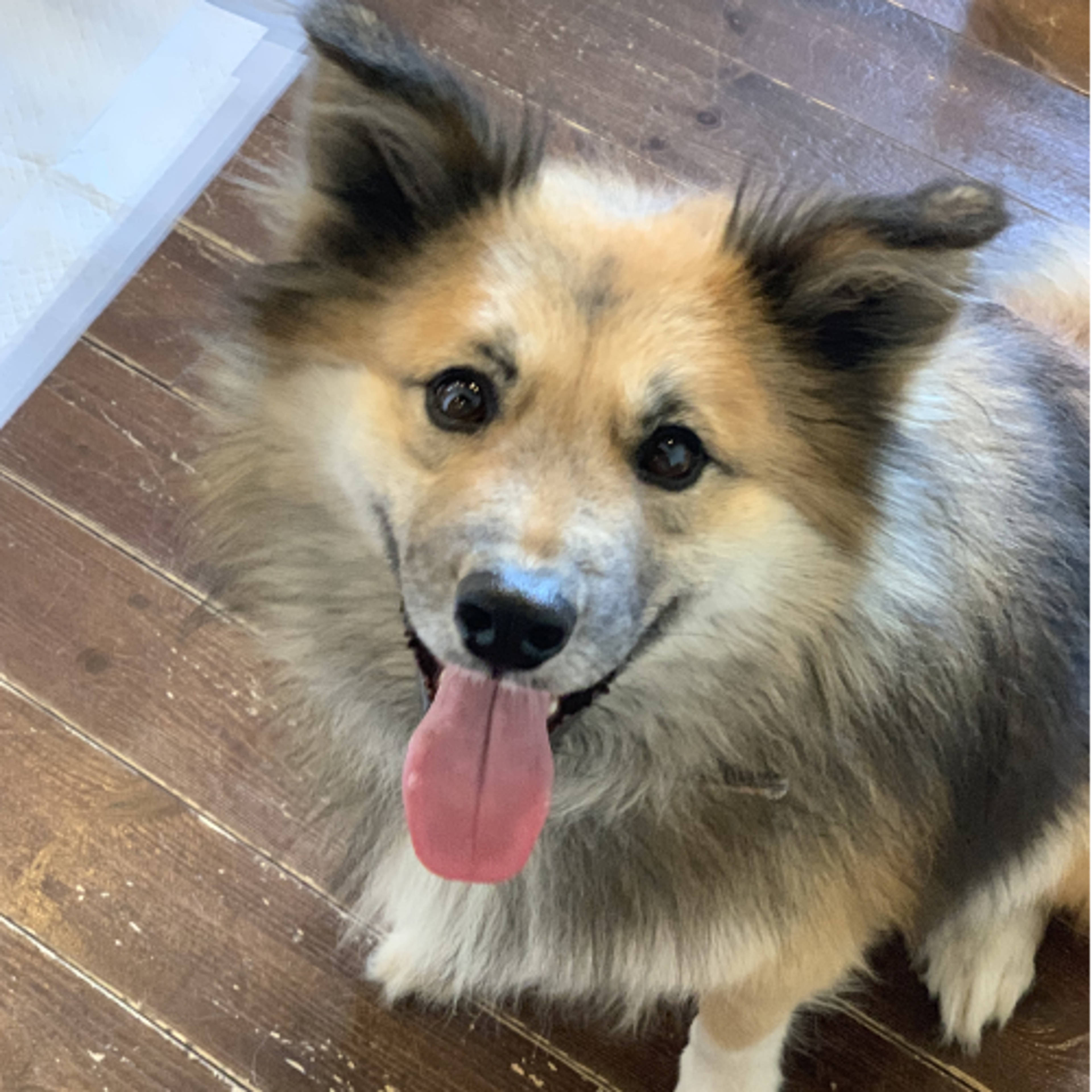 雑種（ミックス犬）・オスの里親募集の写真