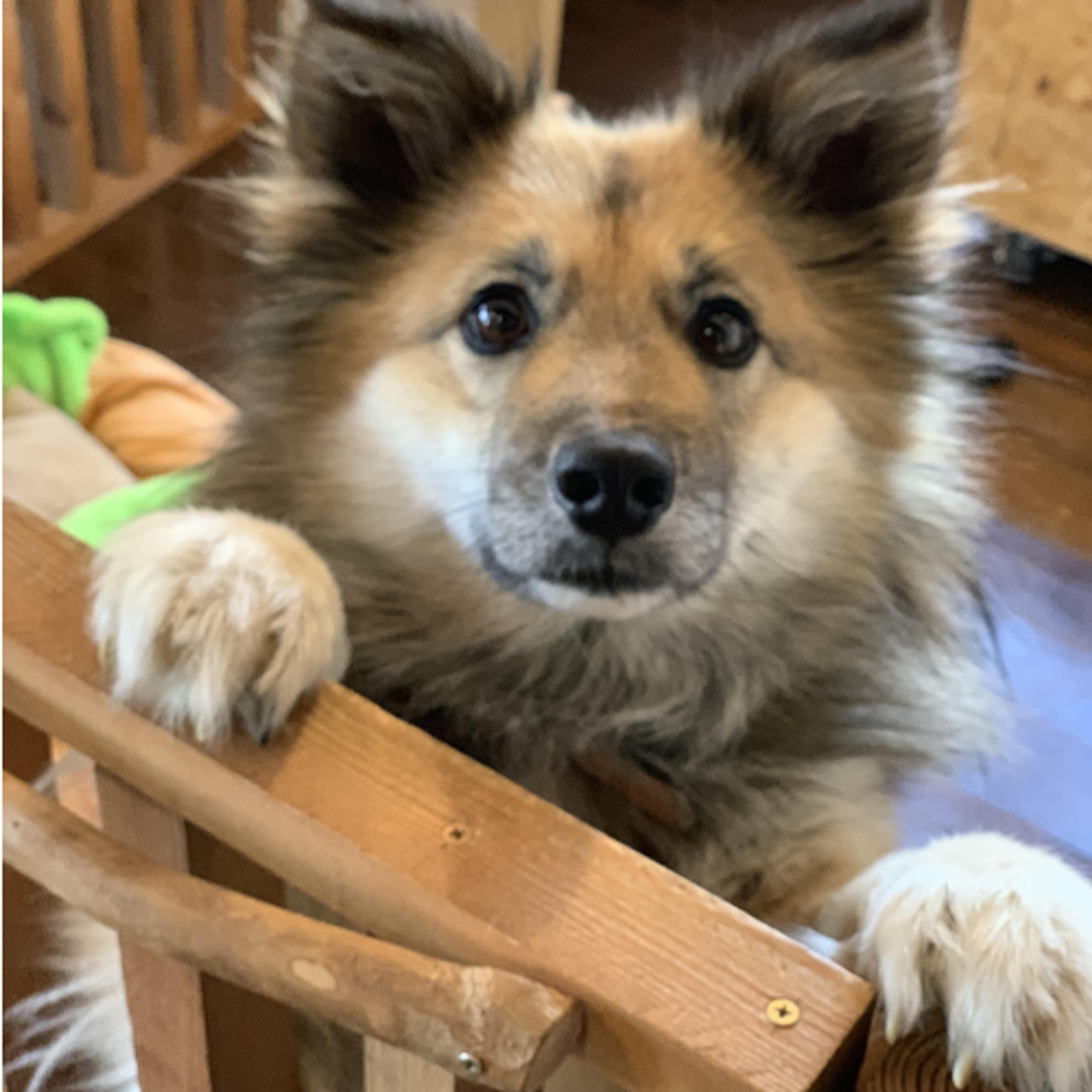 pet-image-2