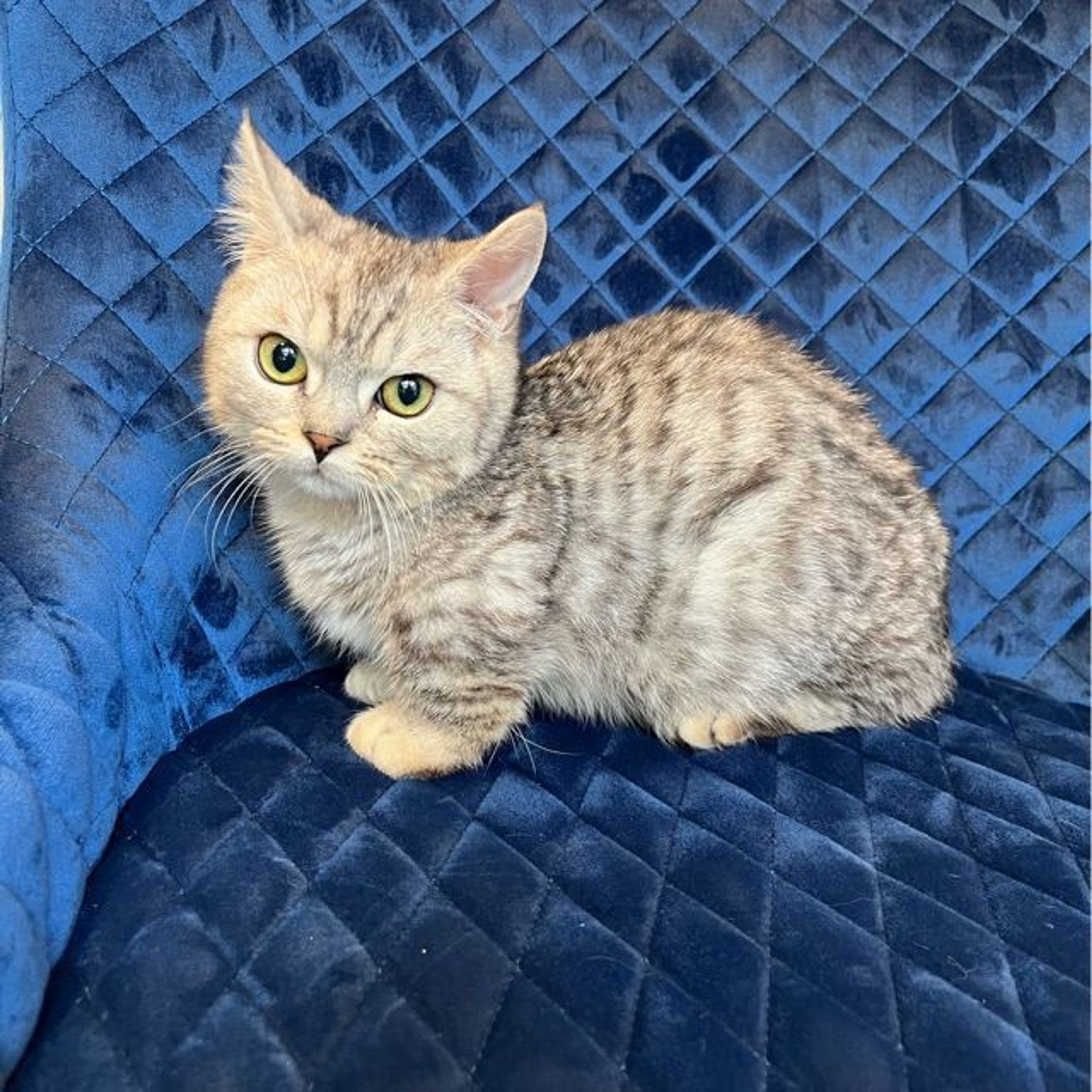 雑種（ミックス猫）・オスの里親募集の写真
