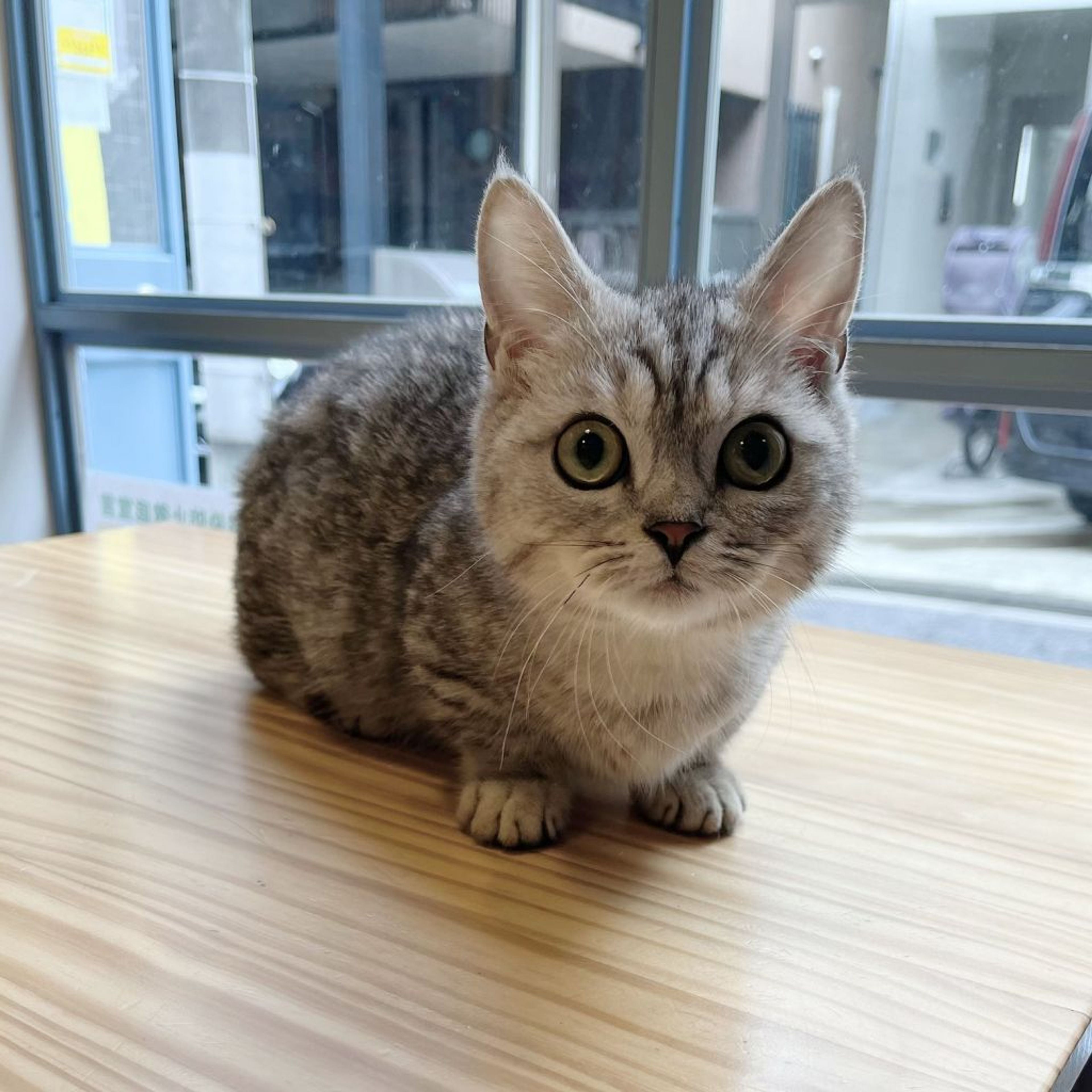 pet-image-3