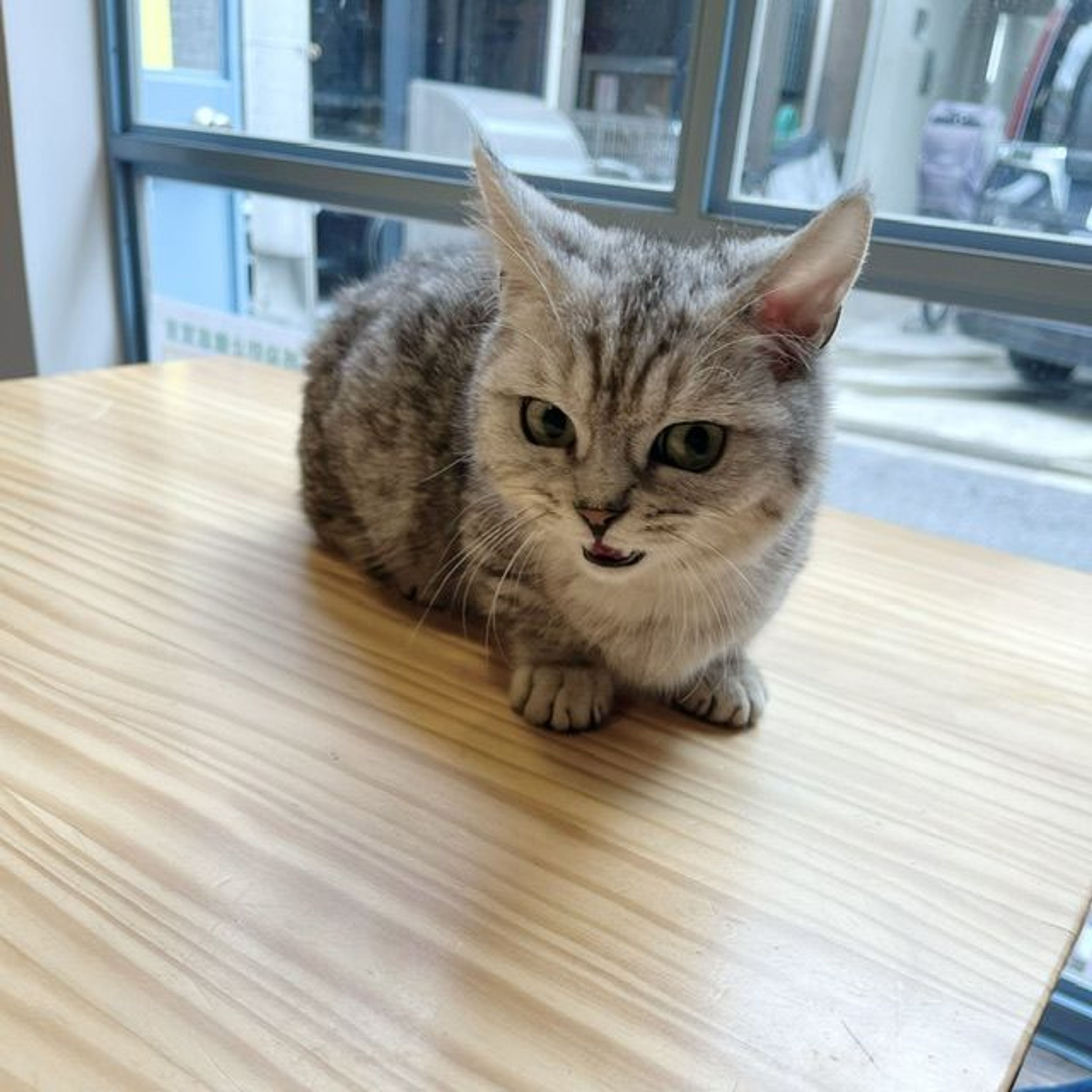 pet-image-4