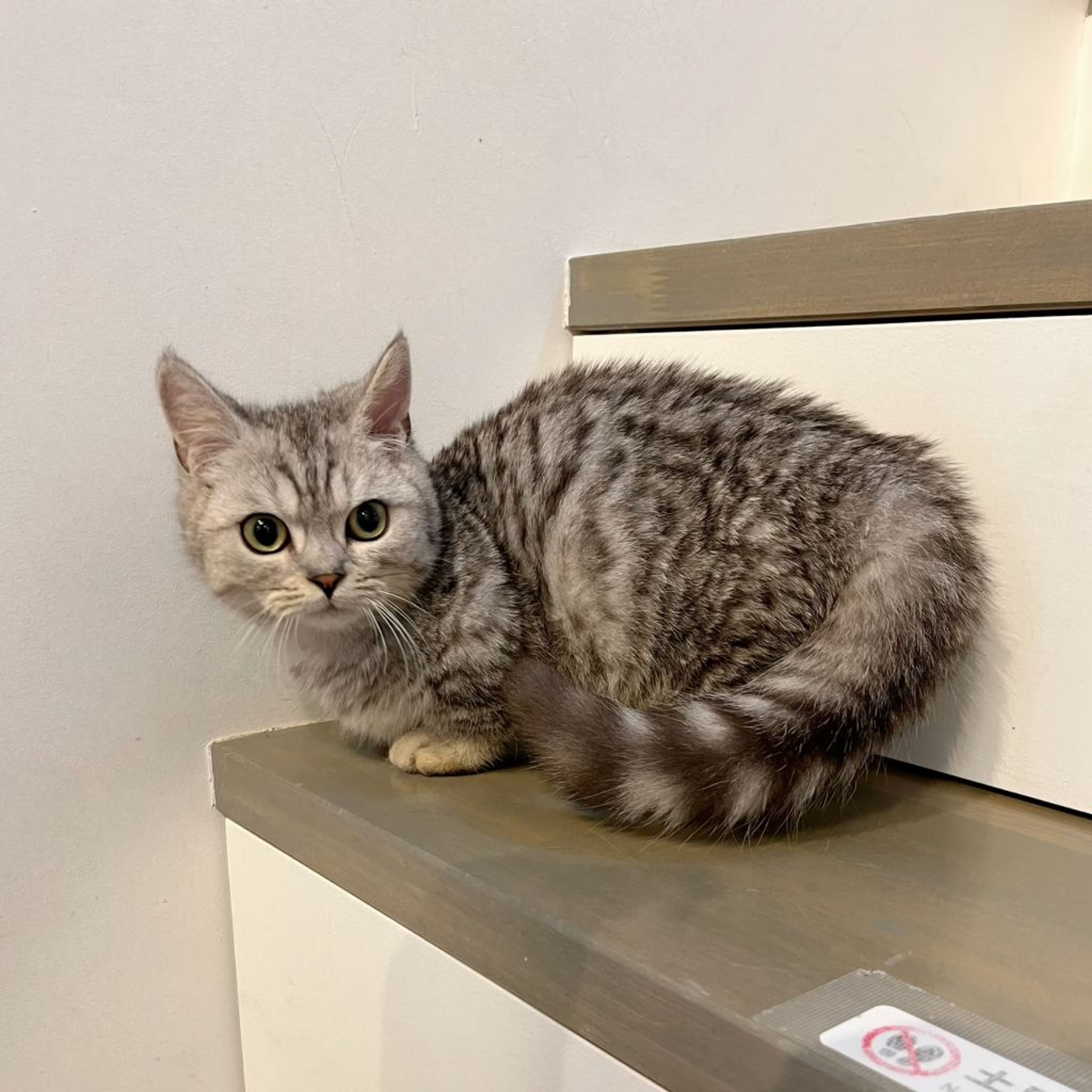 pet-image-5