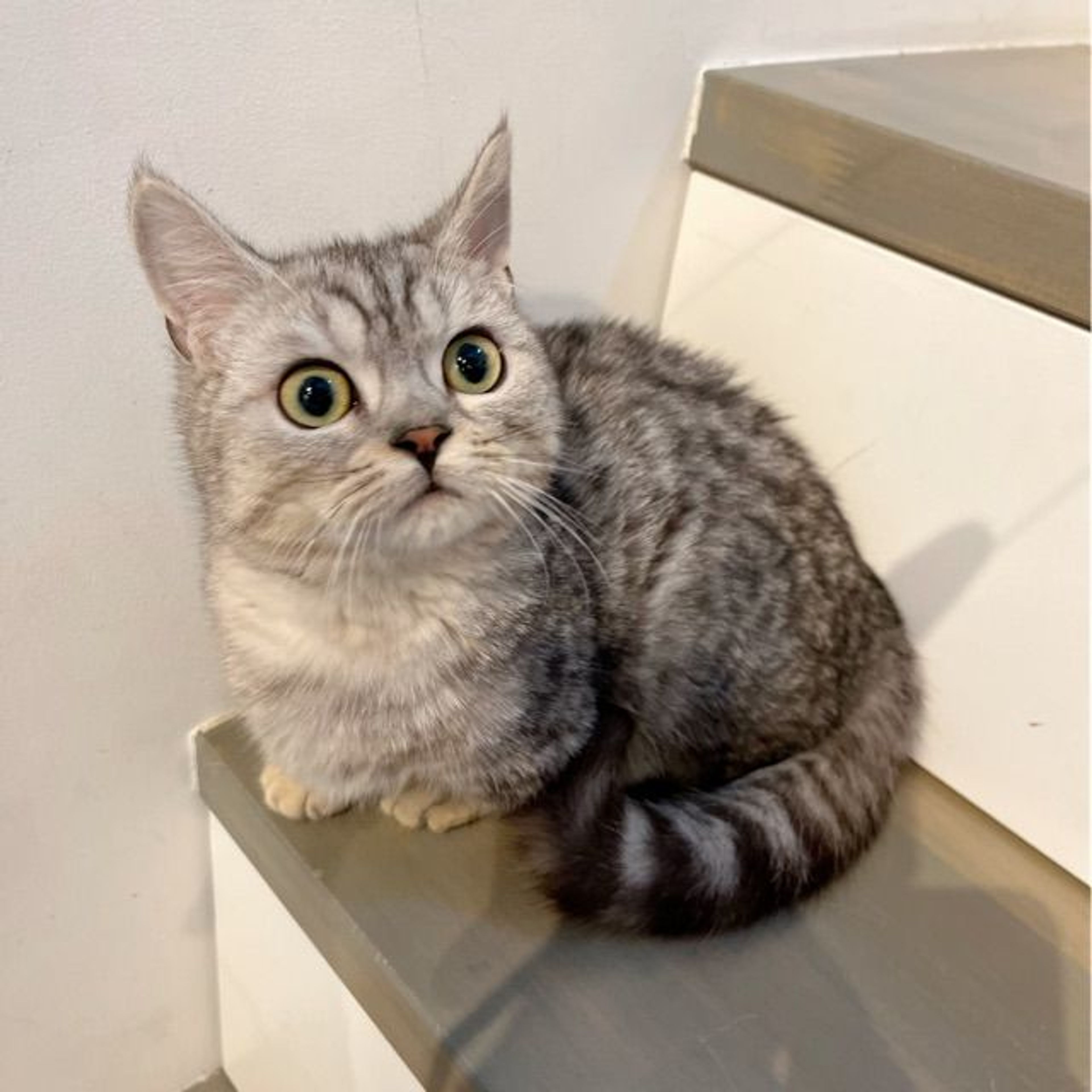 pet-image-7