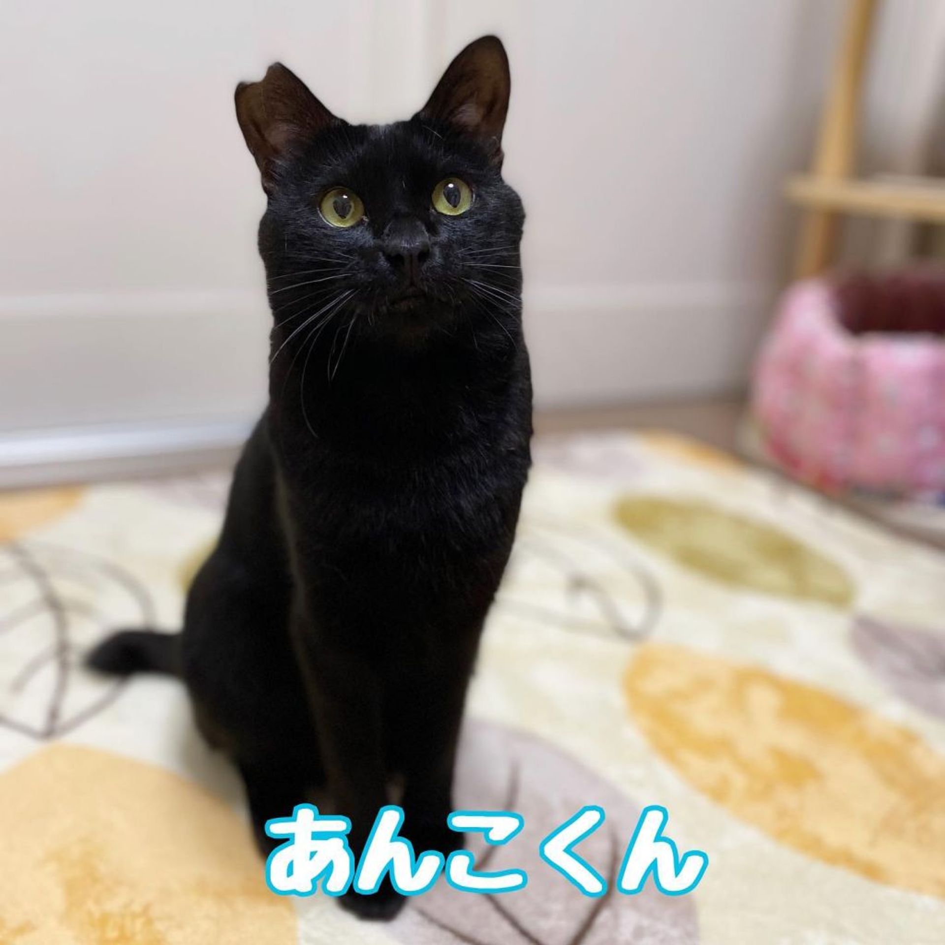 雑種（ミックス猫）・オスの里親募集の写真