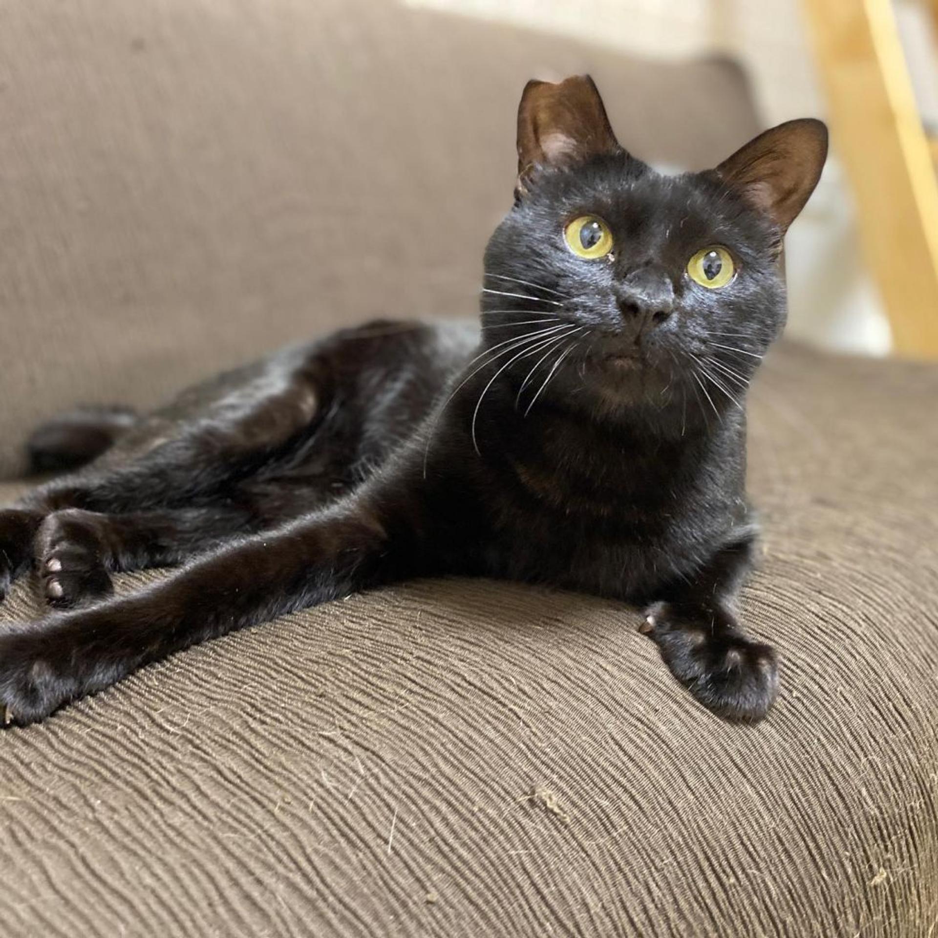 pet-image-5