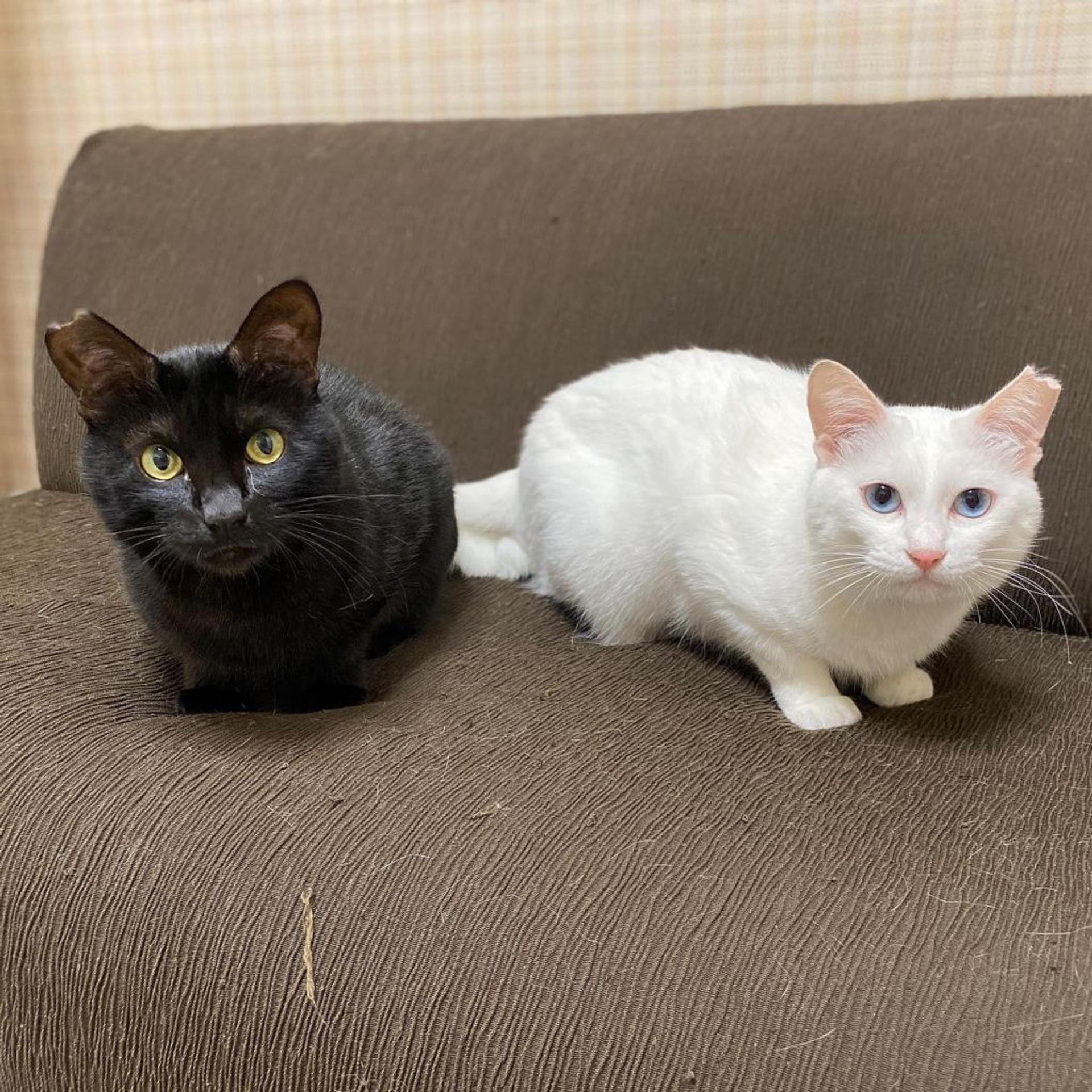 pet-image-6
