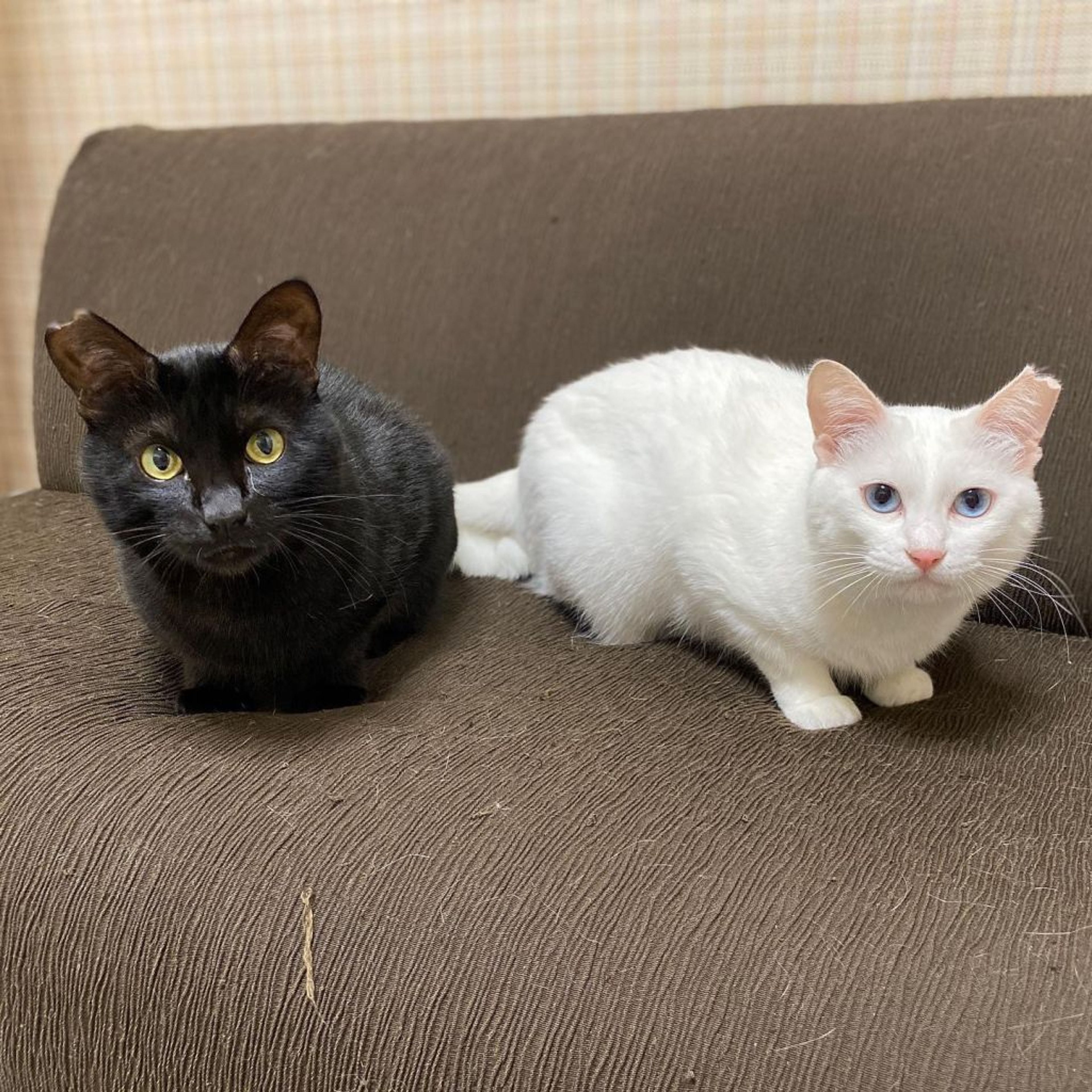pet-image-6