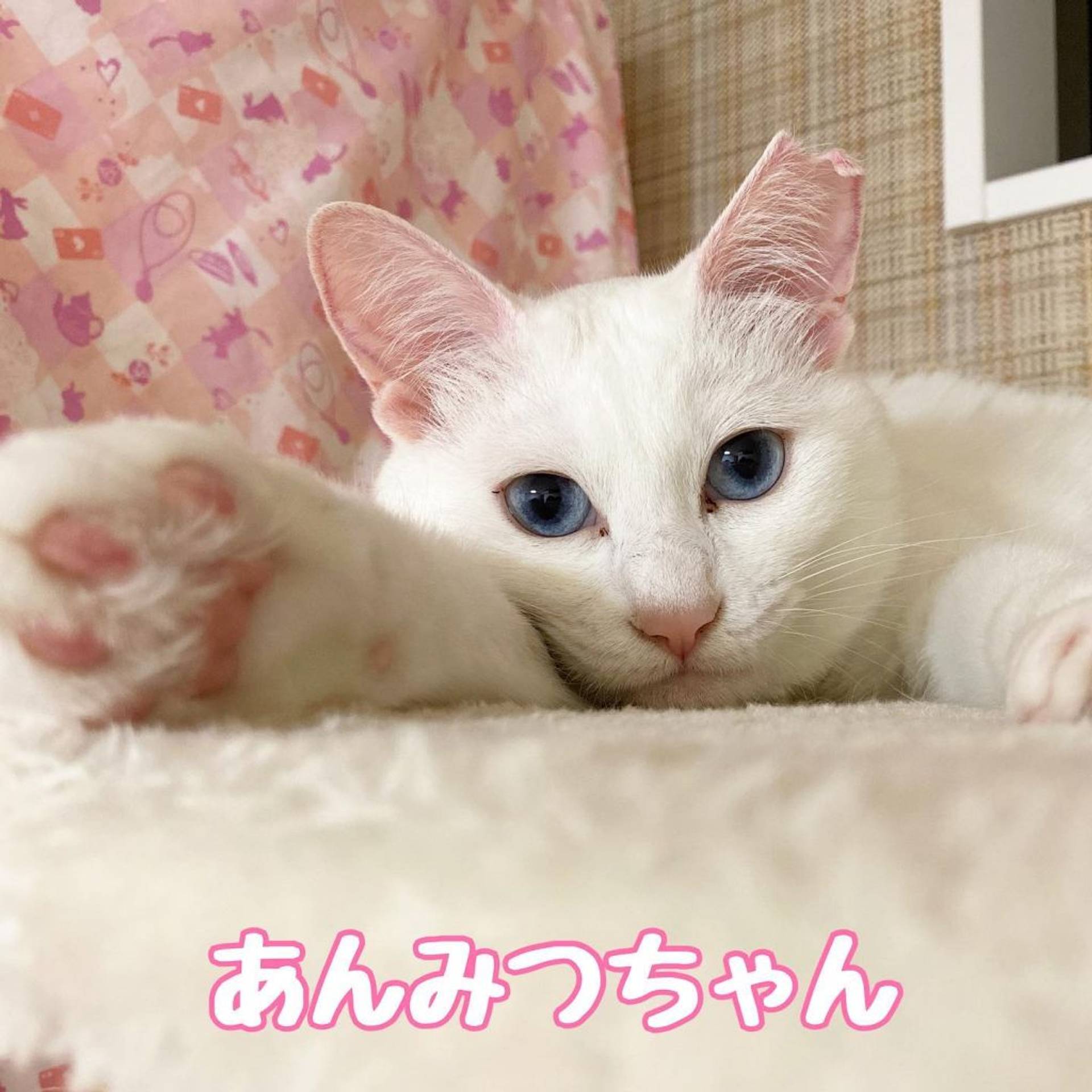 雑種（ミックス猫）・メスの里親募集の写真