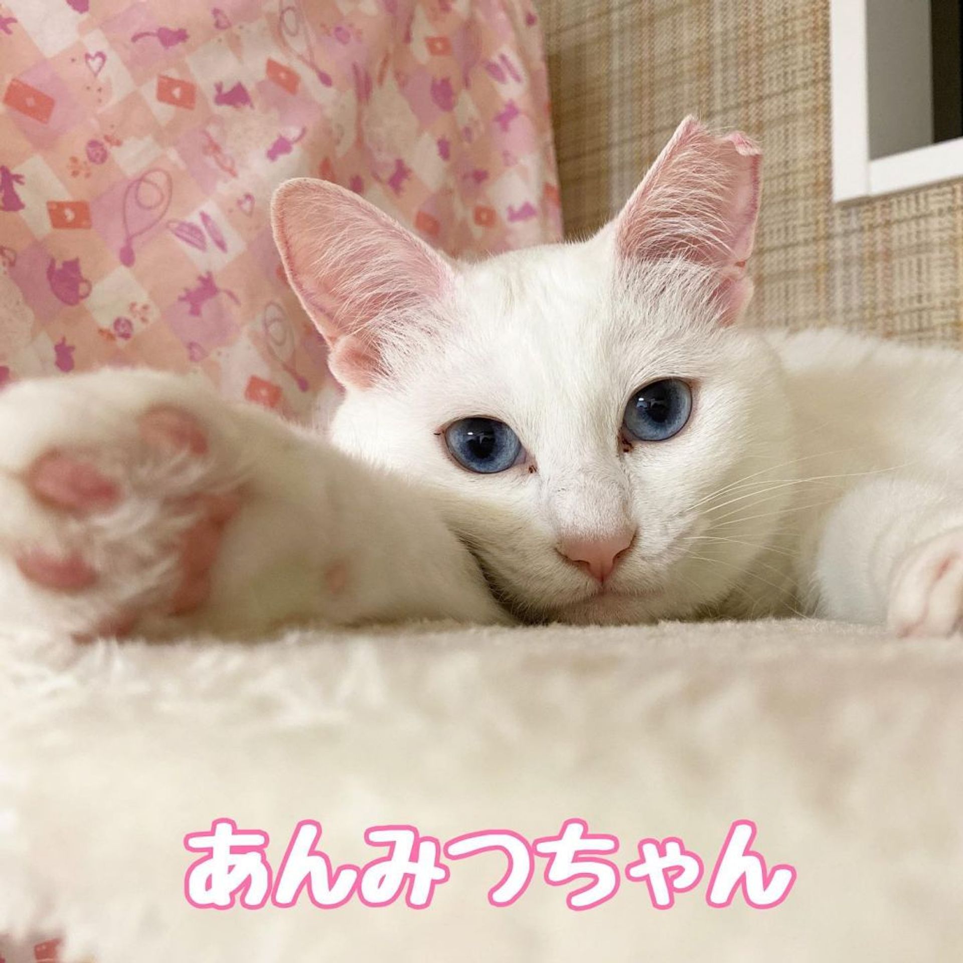 雑種（ミックス猫）・メスの里親募集の写真