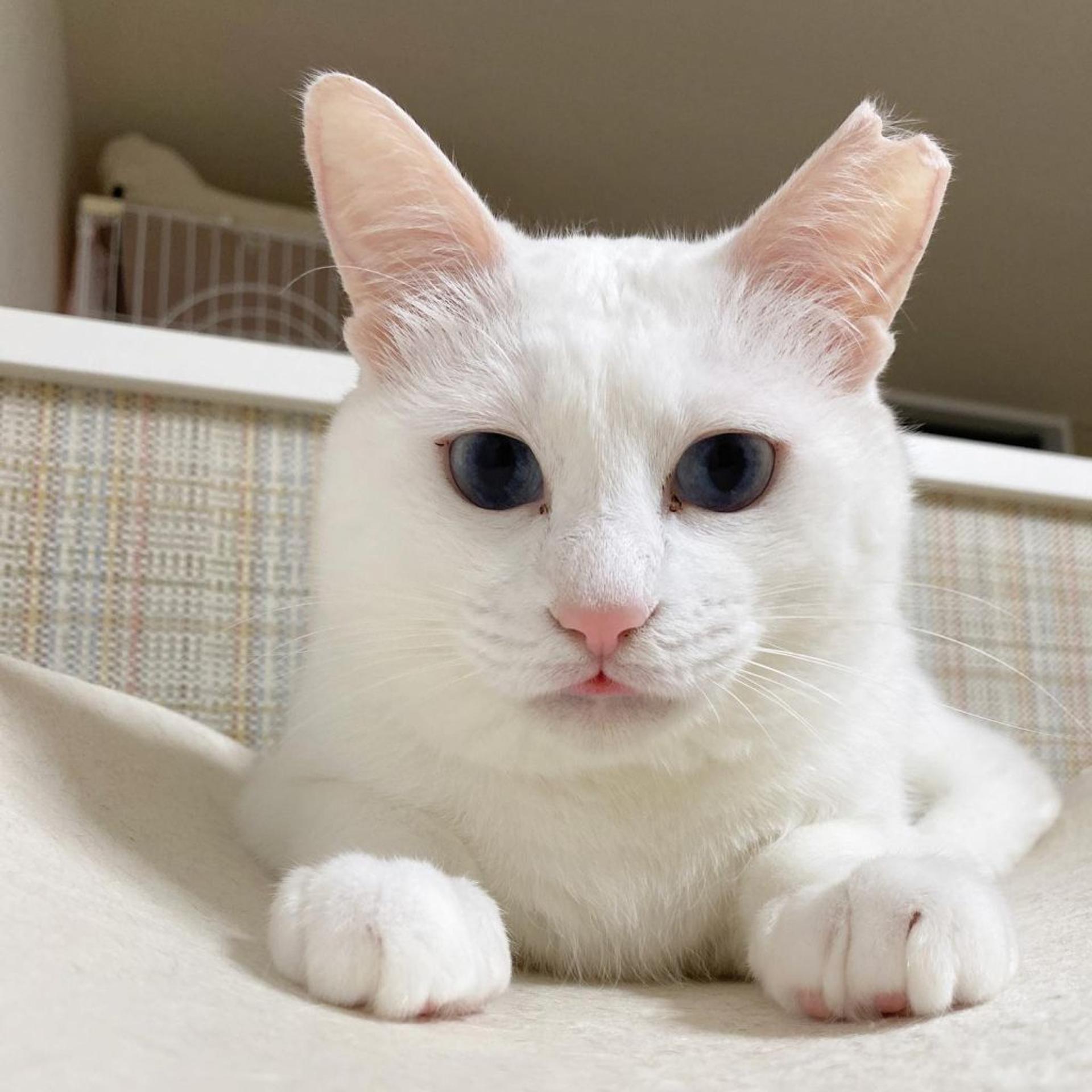 pet-image-3