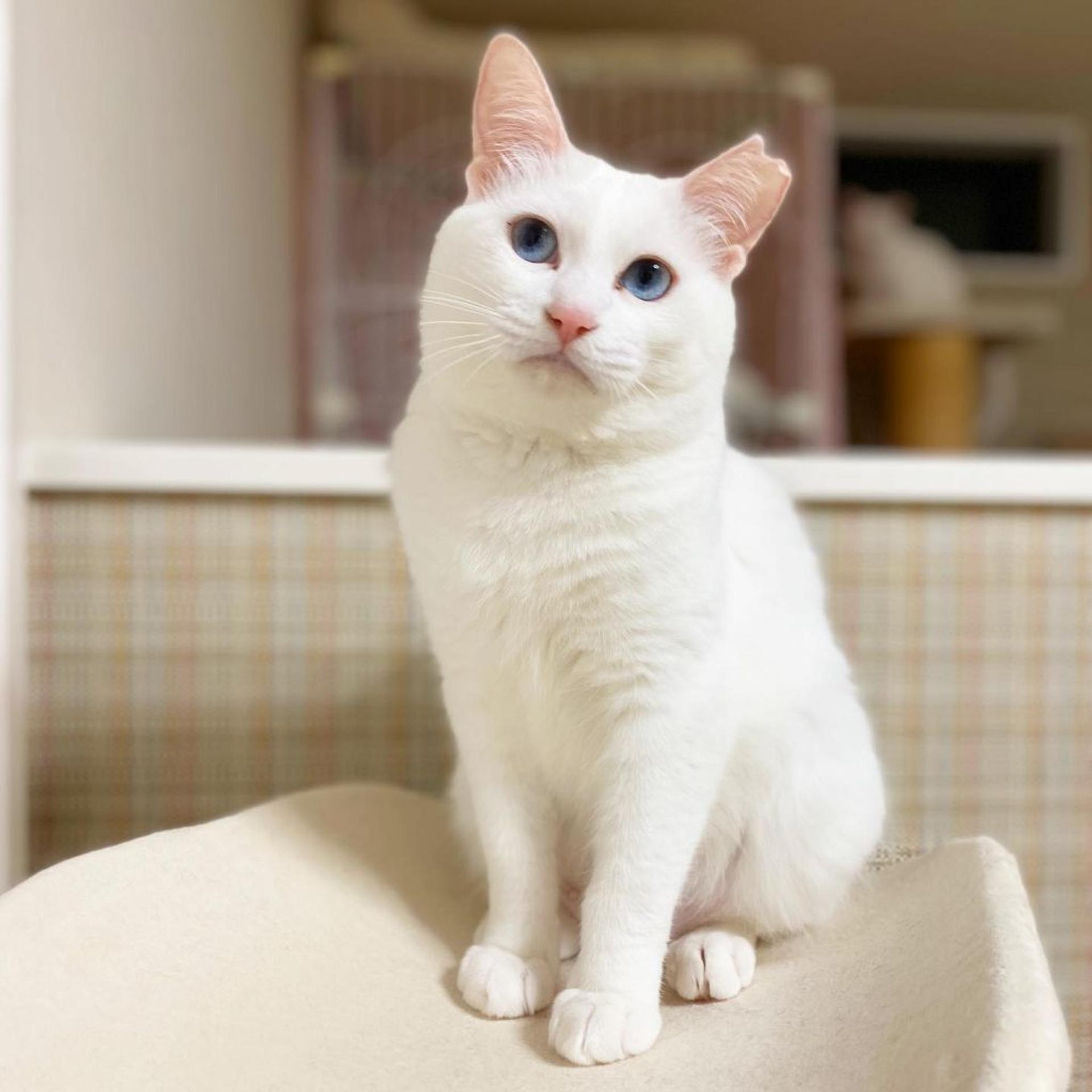 pet-image-4