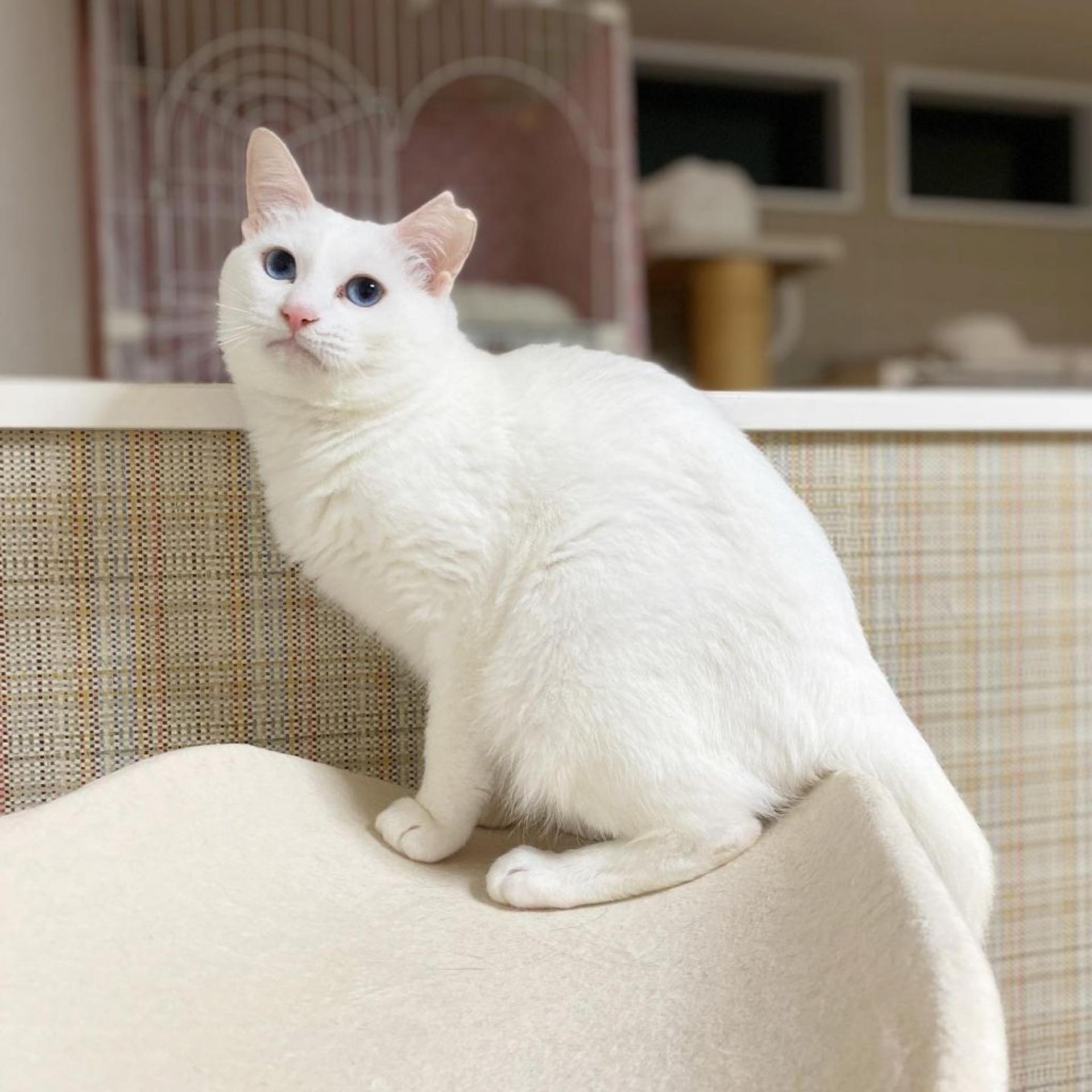 pet-image-7