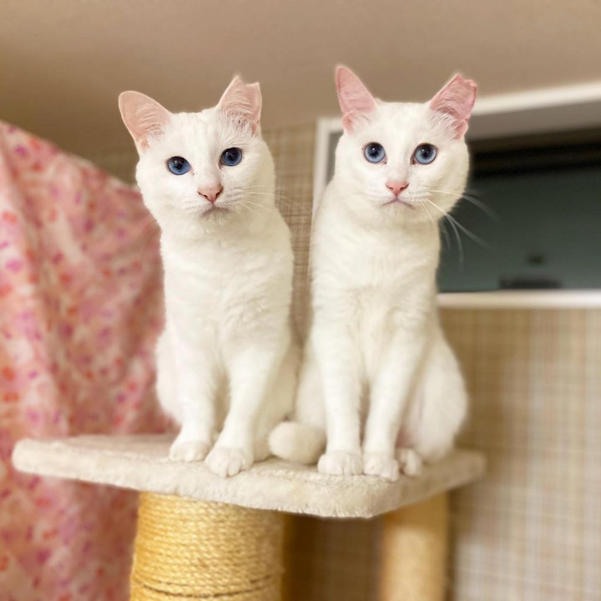 pet-image-8