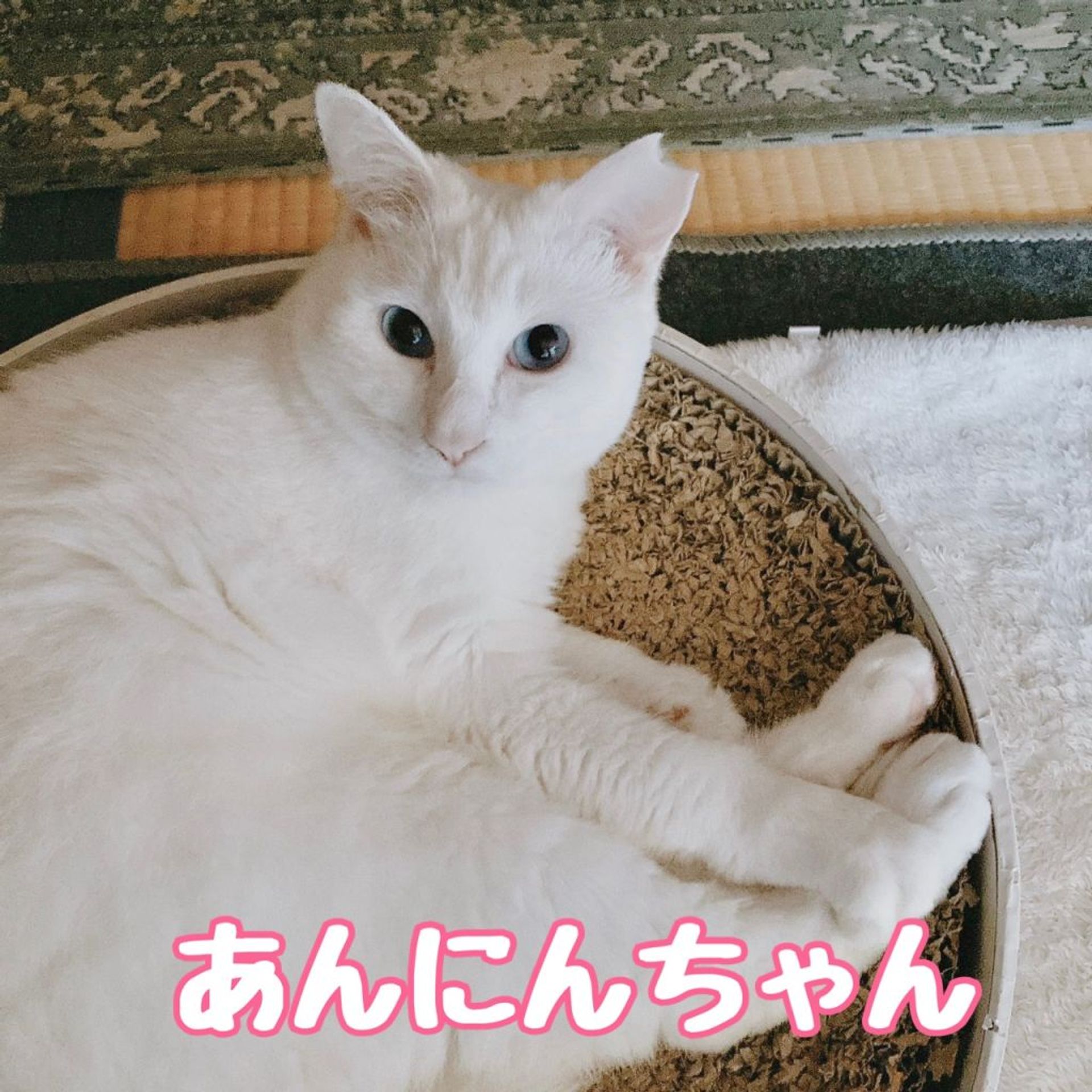 雑種（ミックス猫）・メスの里親募集の写真