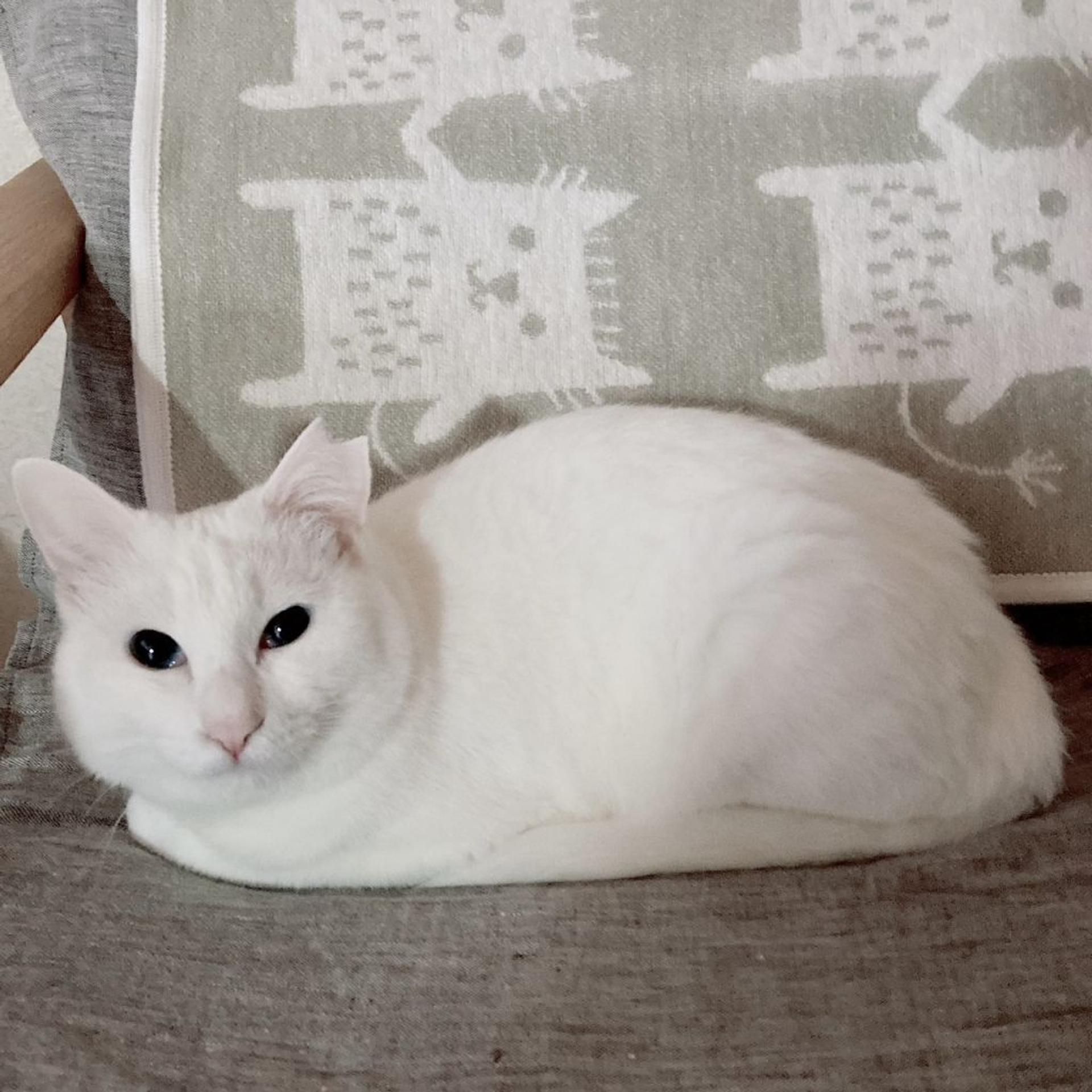 pet-image-2